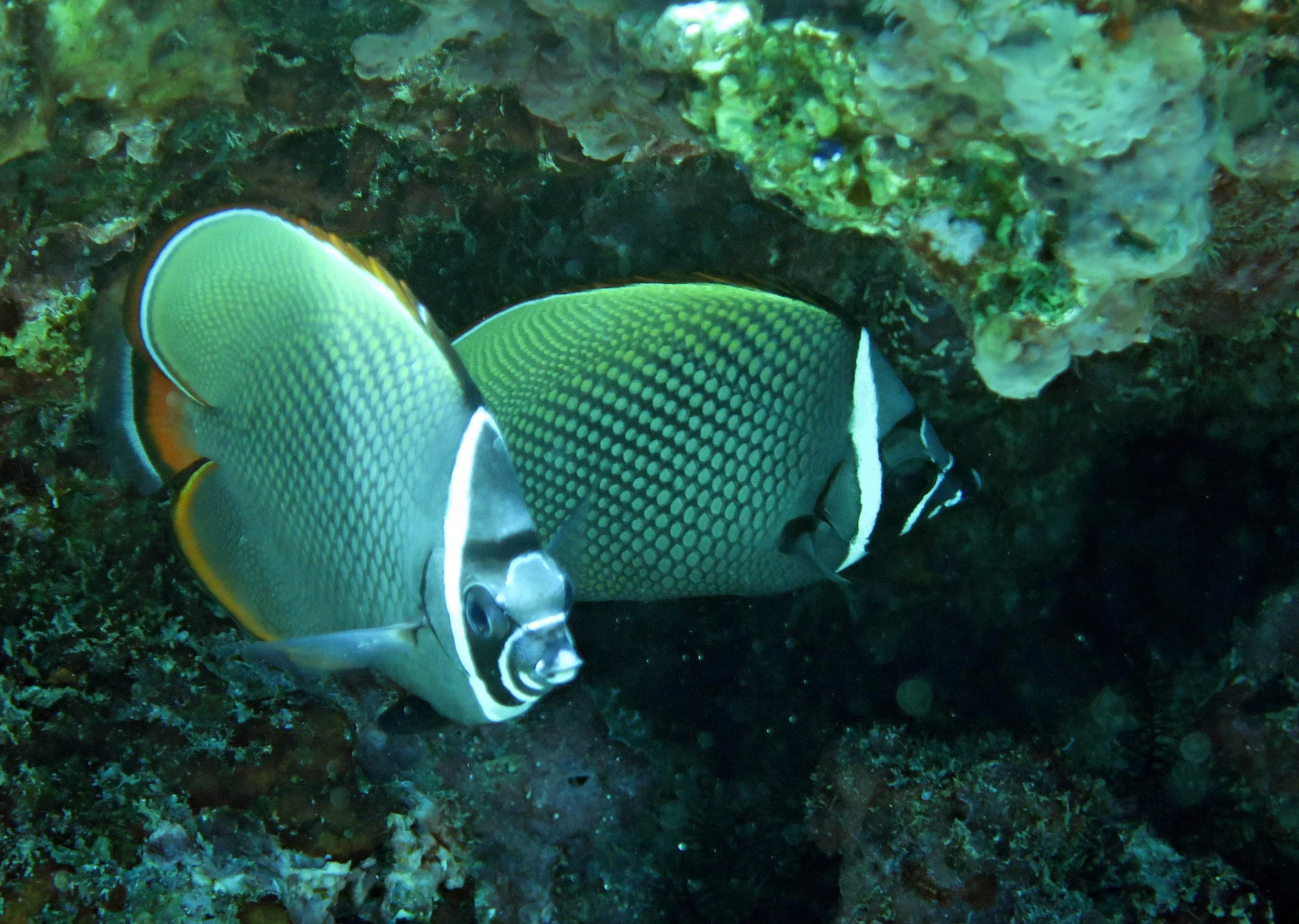 Chaetodontidae - Chaetodon collare - Vagabond Butterflyfish - Similan Islands Marine Park Thailand (3).JPG