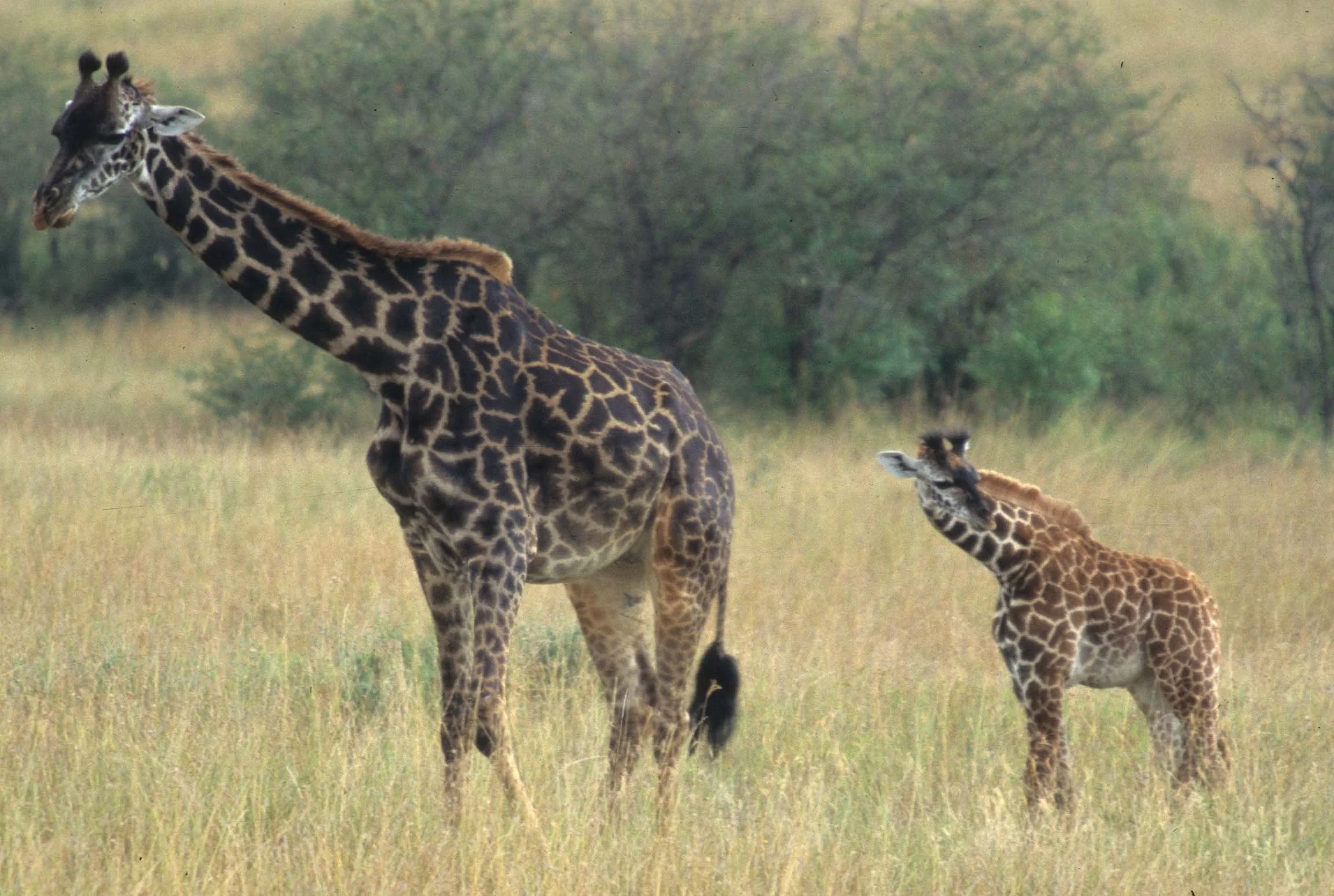 GIRAFFE-MASAI-SERENGETI 12A.jpg