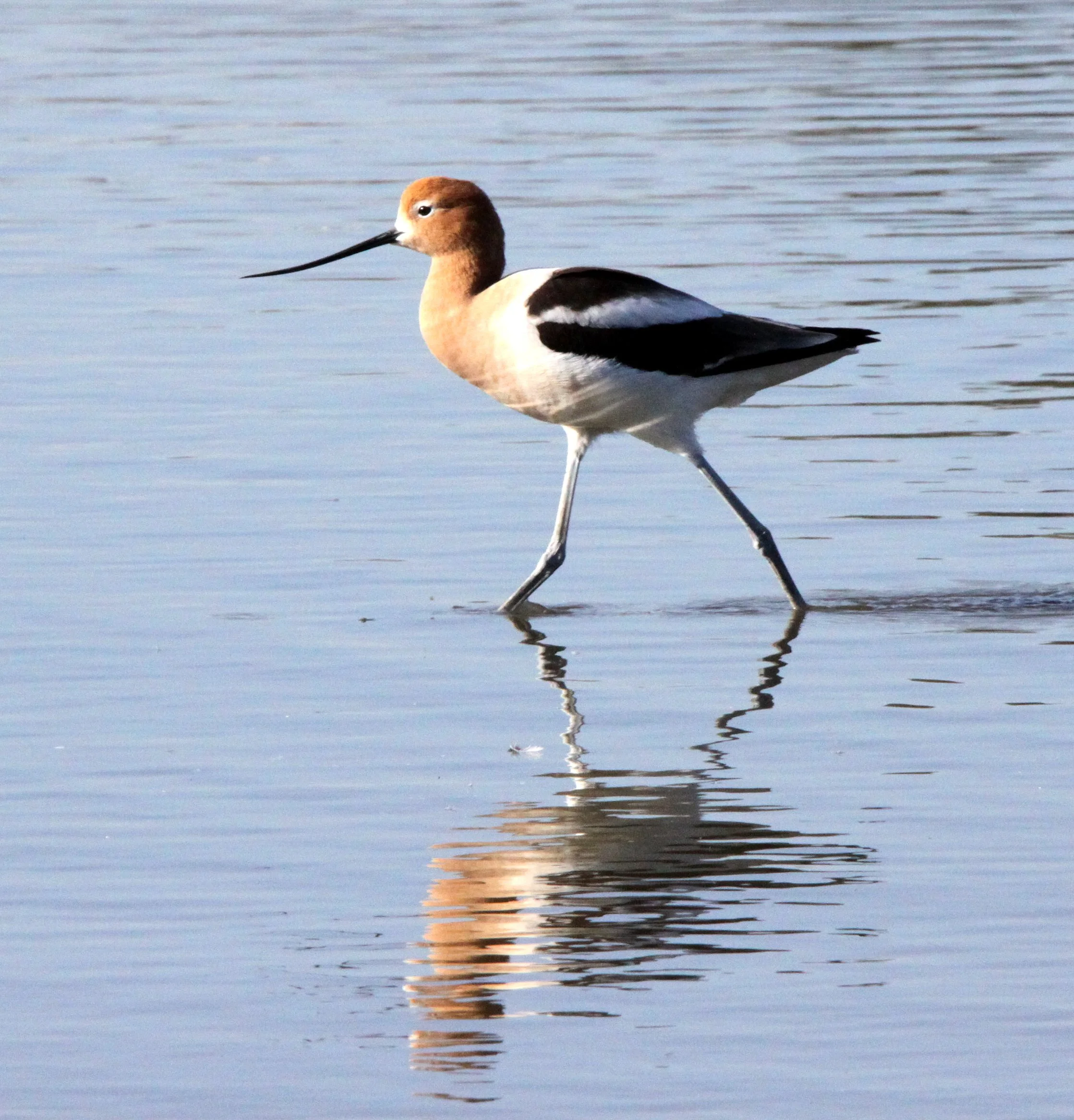 BIRD - AVOCET - AMERICAN AVOCET - SAN JOAQUIN WILDLIFE RESERVE IRVINE CALIFORNIA (2).JPG