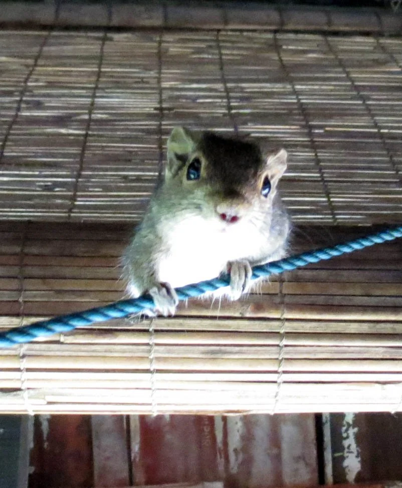 SIRIGIYA FORTRESS AND FOREST SRI LANKA -COKIE.JPG