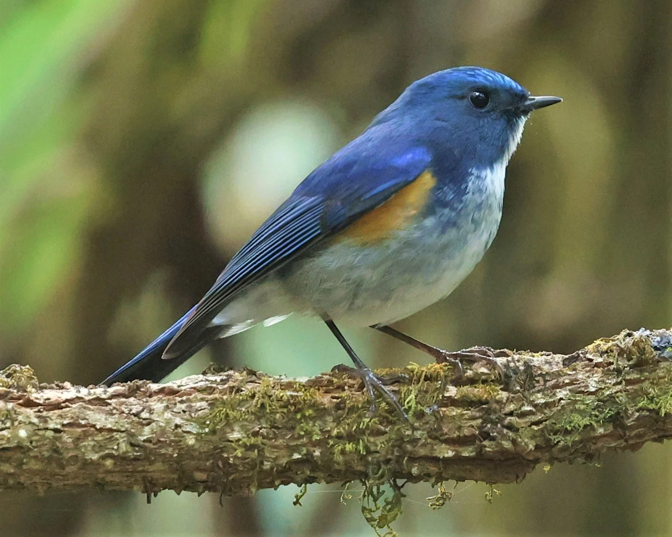 BLUETAIL - HIMALAYAN BLUETAIL - Tarsiger rufilatus - DOI PHA HOM POK NP DOI LANG EAST FEB 2022 (52).jpg