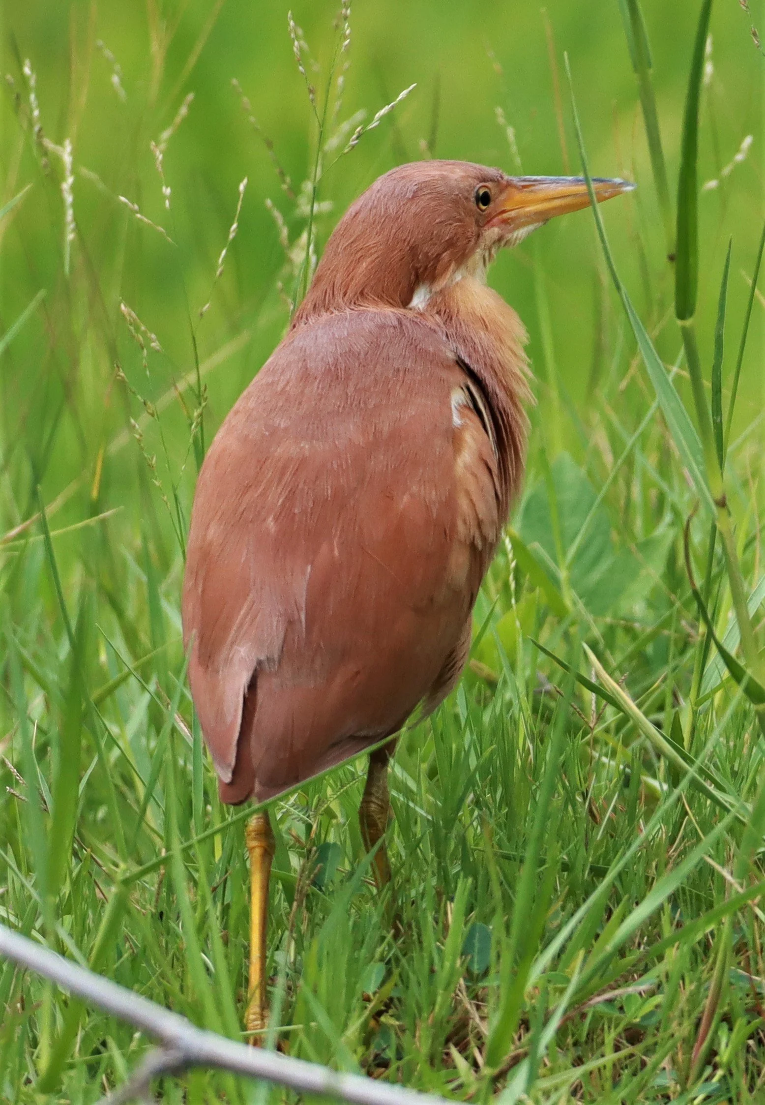 BITTERN - CINNAMON BITTERN (CHESTNUT BITTERN) - Ixobrychus cinnamomeus - BURIRAM HUAI CHORAKHE MAK (6).jpg
