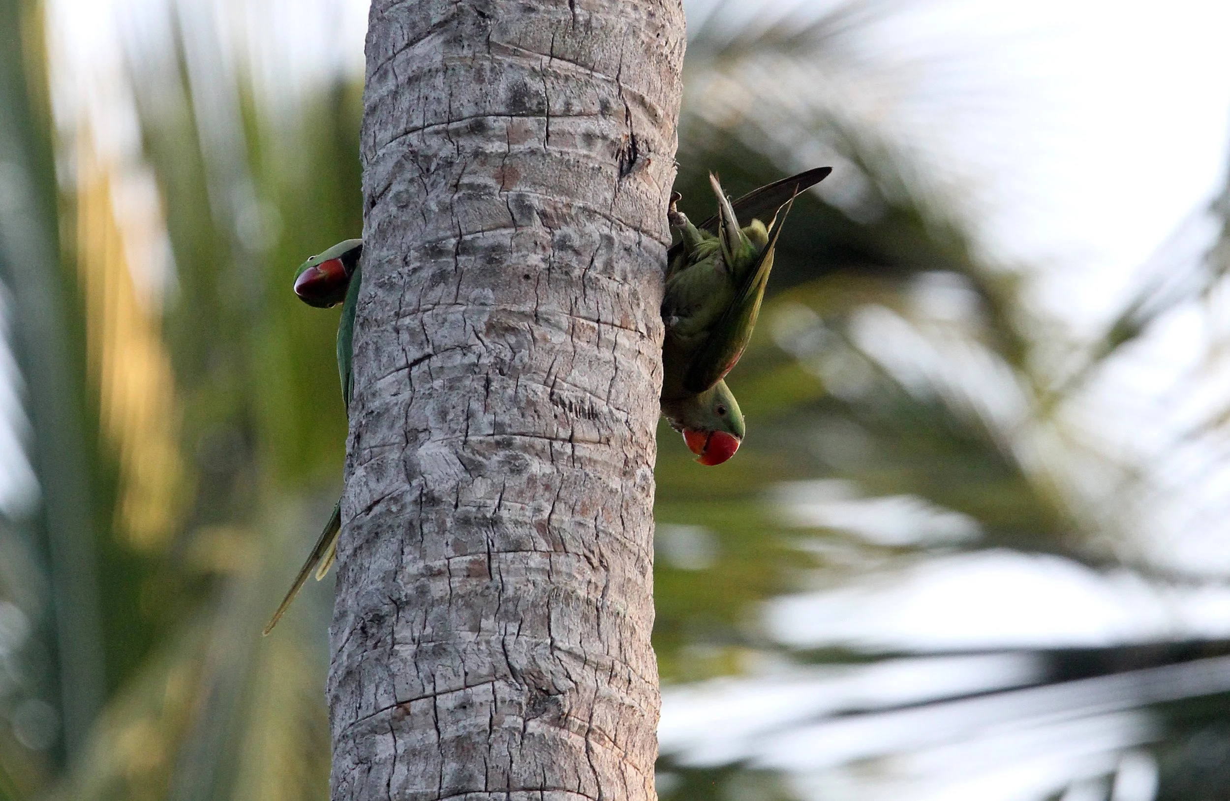 BIRD - PARAKEET - ALEXANDRINE PARAKEET - NIGAMBU FOREST AREA SRI LANKA (7).JPG