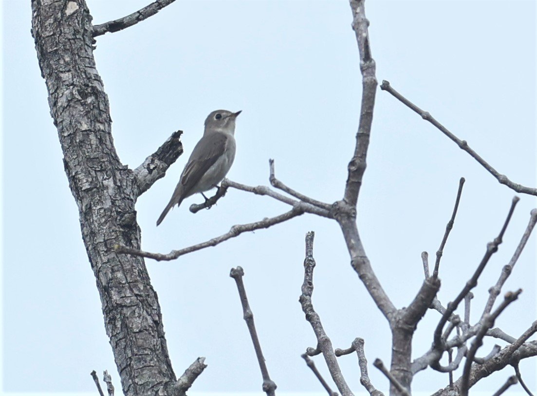 FLYCATCHER - ASIAN BROWN FLYCATCHER - Muscicapa dauurica - KOH LANTA SONGKRAN 2022  (3).jpg