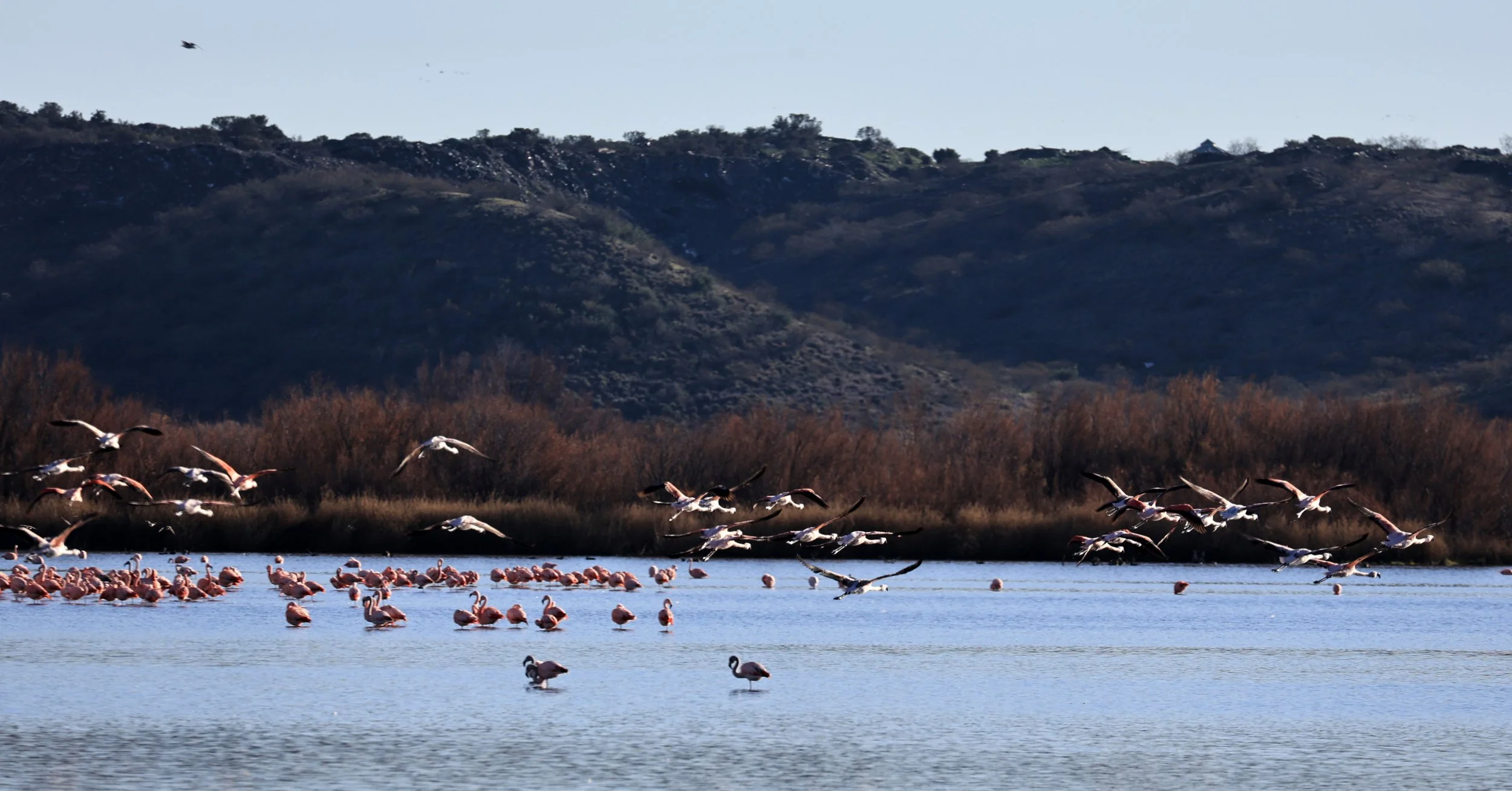 Chilean Flamingo (Phoenicopterus chilensis) Lagunas del Ornitólogo, Trelew Argentina (34).jpg