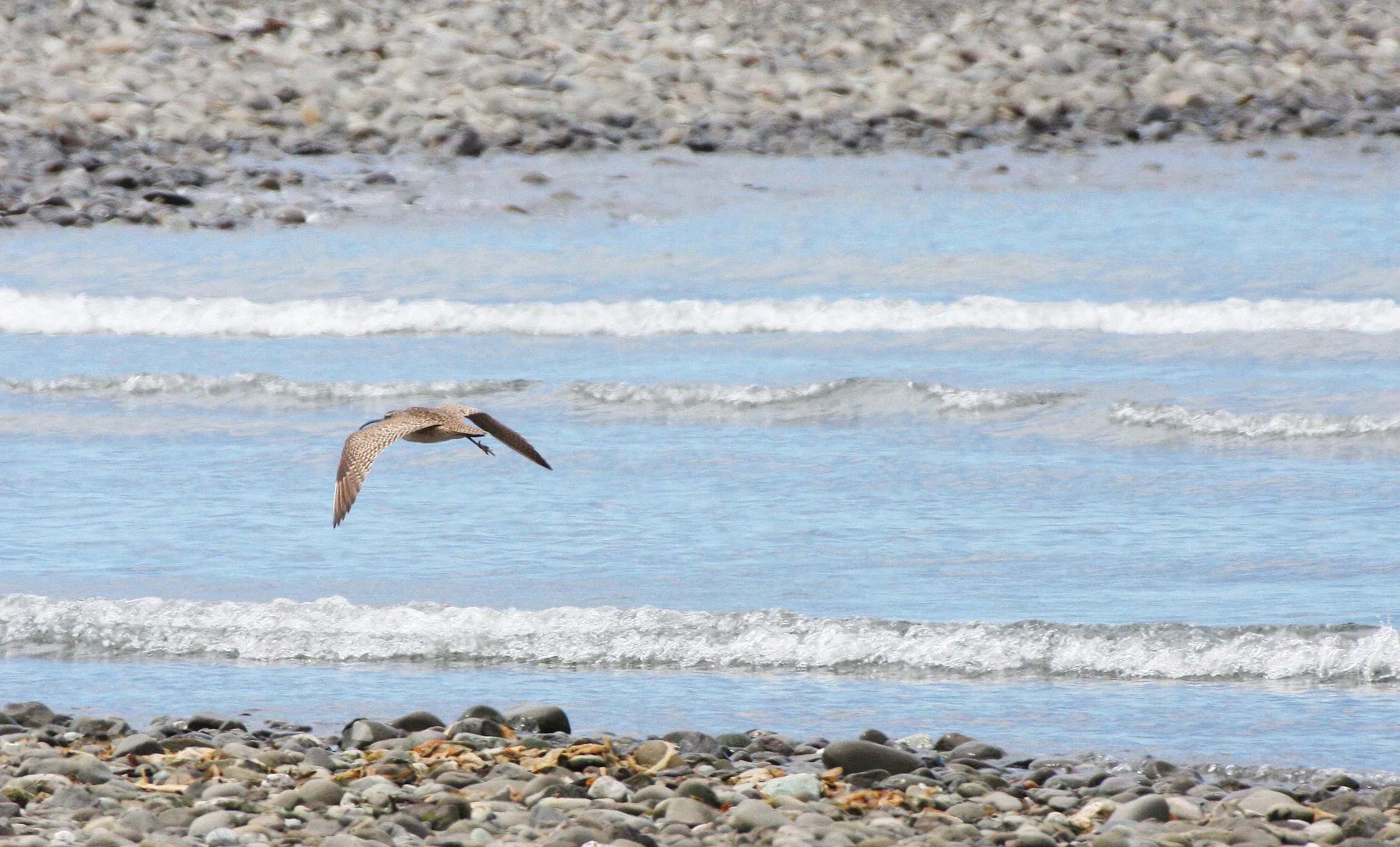BIRD - WHIMBREL - ELWHA RIVER MOUTH WA.JPG
