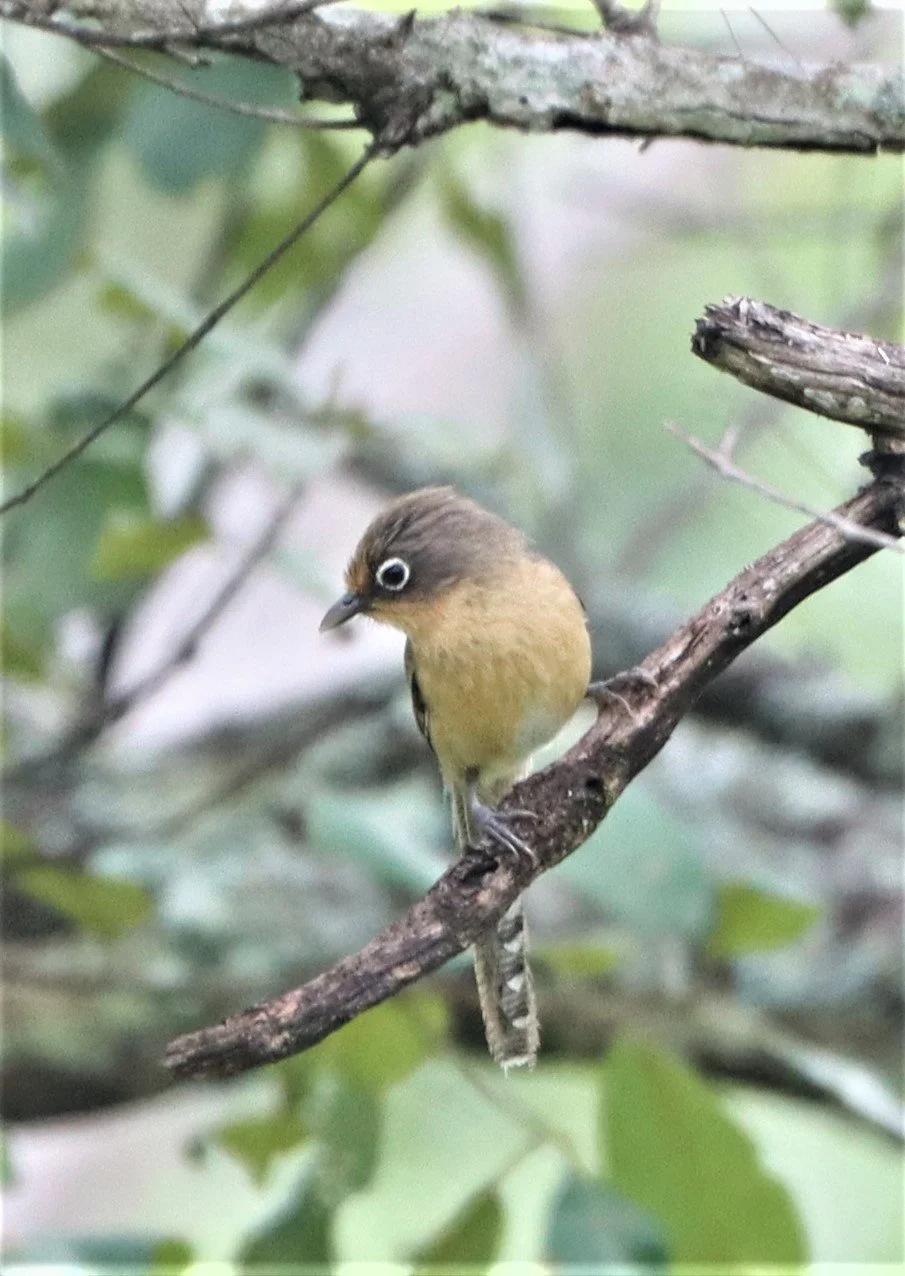 BARWING - SPECTACLED BARWING - Actinodura ramsayi - DOI LANG CHIANG MAI (44).jpg