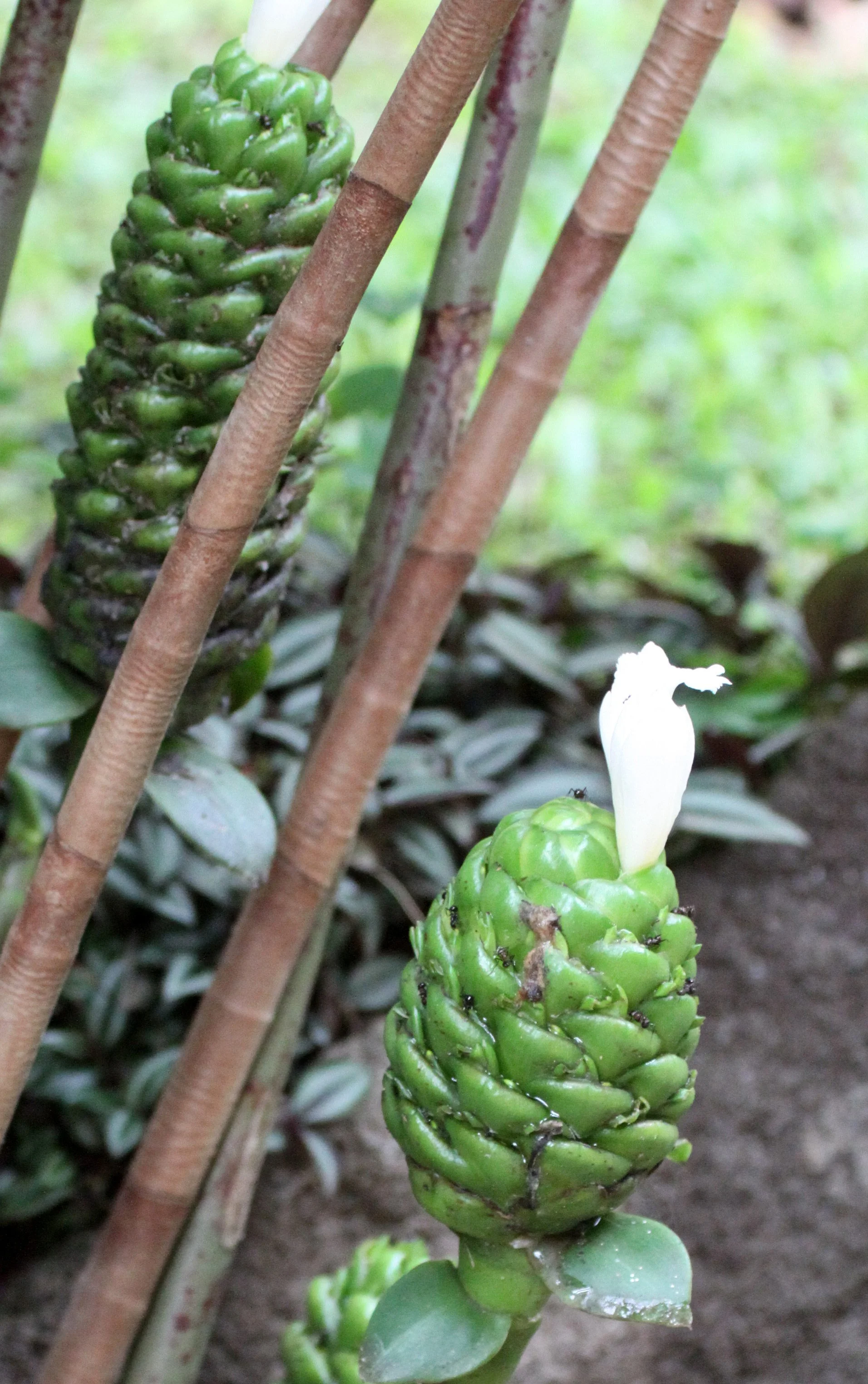 KIBALE NATIONAL PARK UGANDA (3).JPG