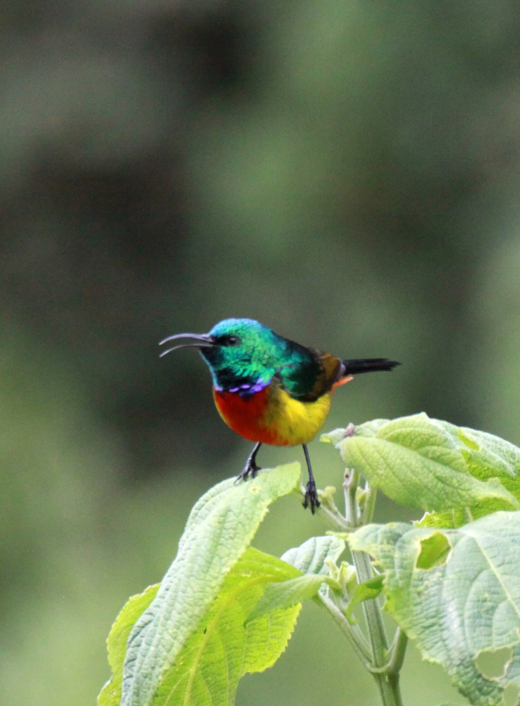 Regal Sunbird (Cinnyris regius) - RWENZORI NATIONAL PARK UGANDA (17).JPG