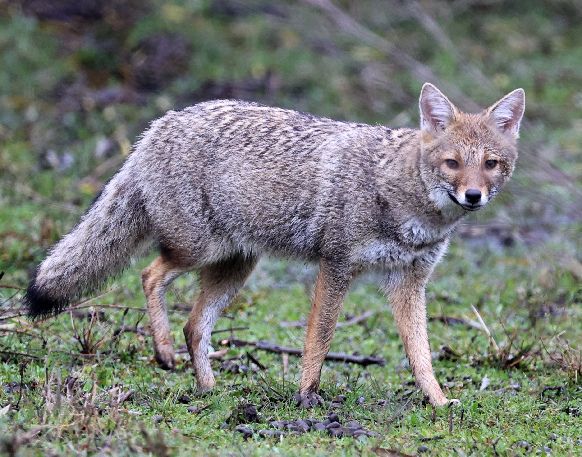 Pampas Fox (Lycalopex gymnocercus) El Palmar National Park, Entre Rios, Argentina day 2 (1).jpg