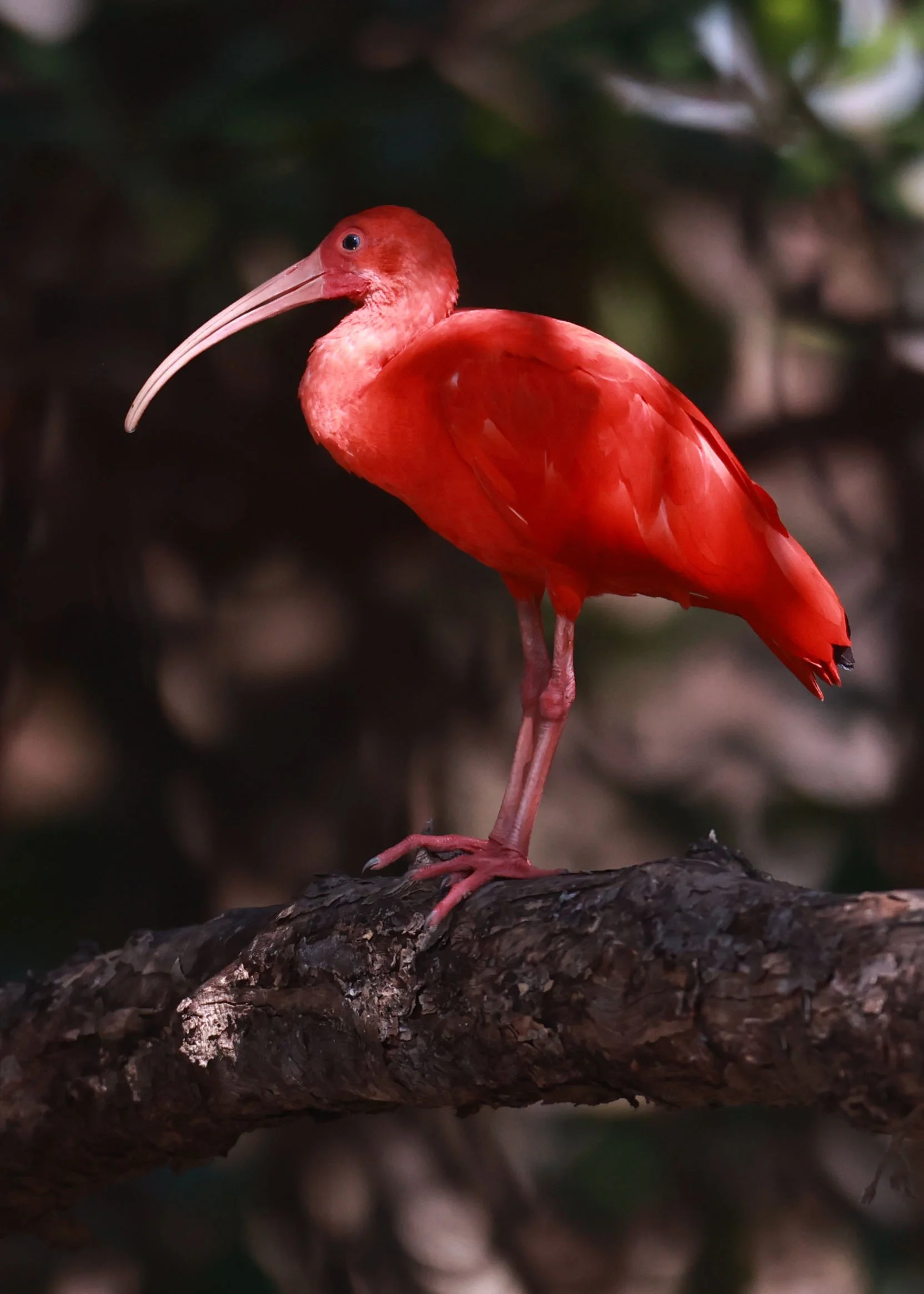 Ibis - Scarlet Ibis - Eudocimus ruber - 29 Songkaow Cafe, Chachoengsao Thailand (181).jpg