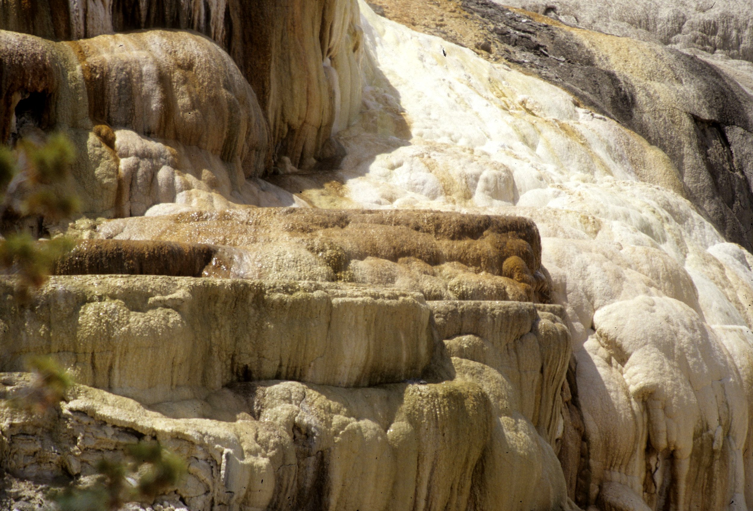 YELLOWSTONE - MAMMOTH HOTSPRINGS L.jpg