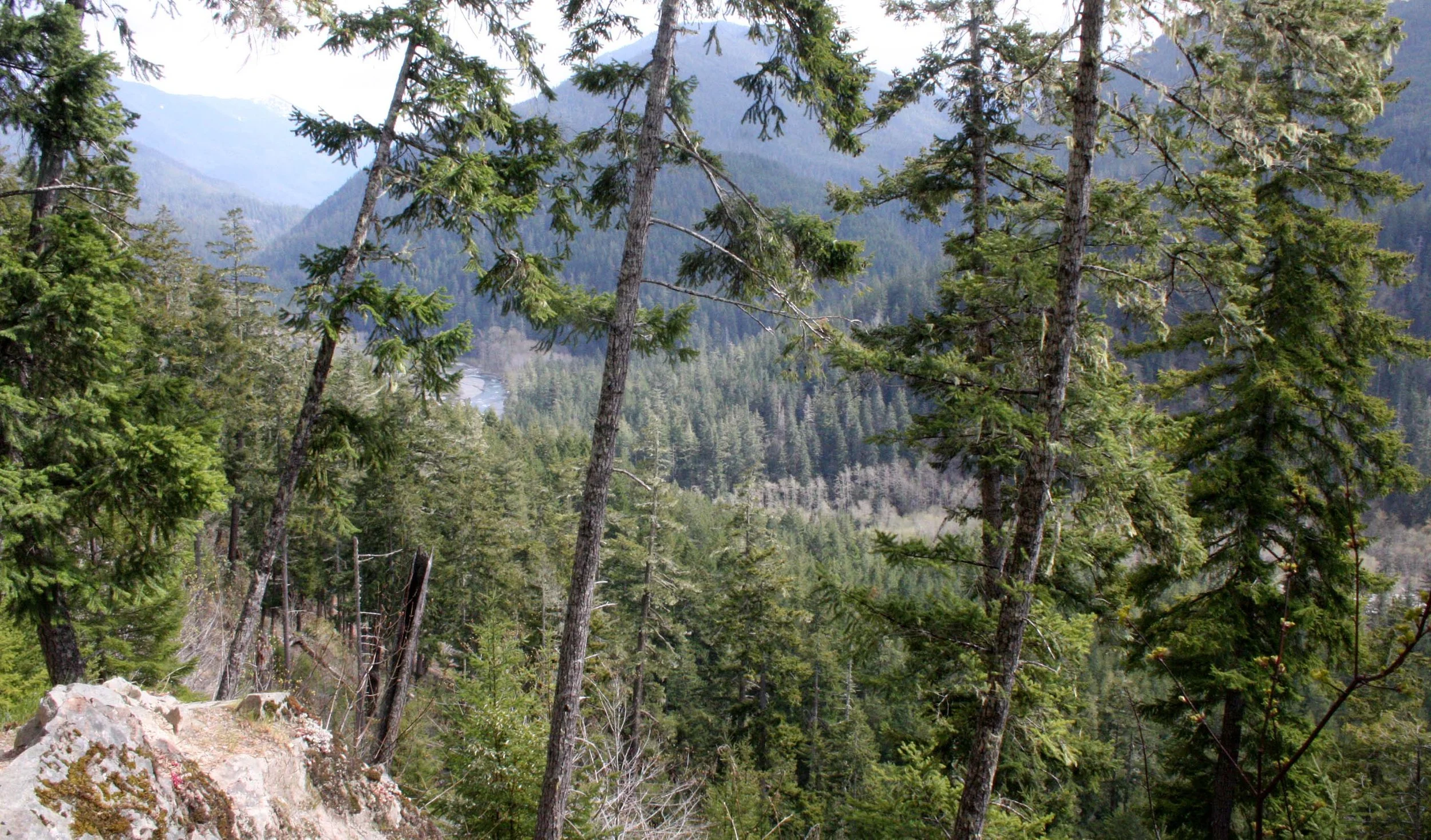 ELWHA RIVER VALLEY - LOOKING TOWARD KROUSE'S BOTTOM.JPG