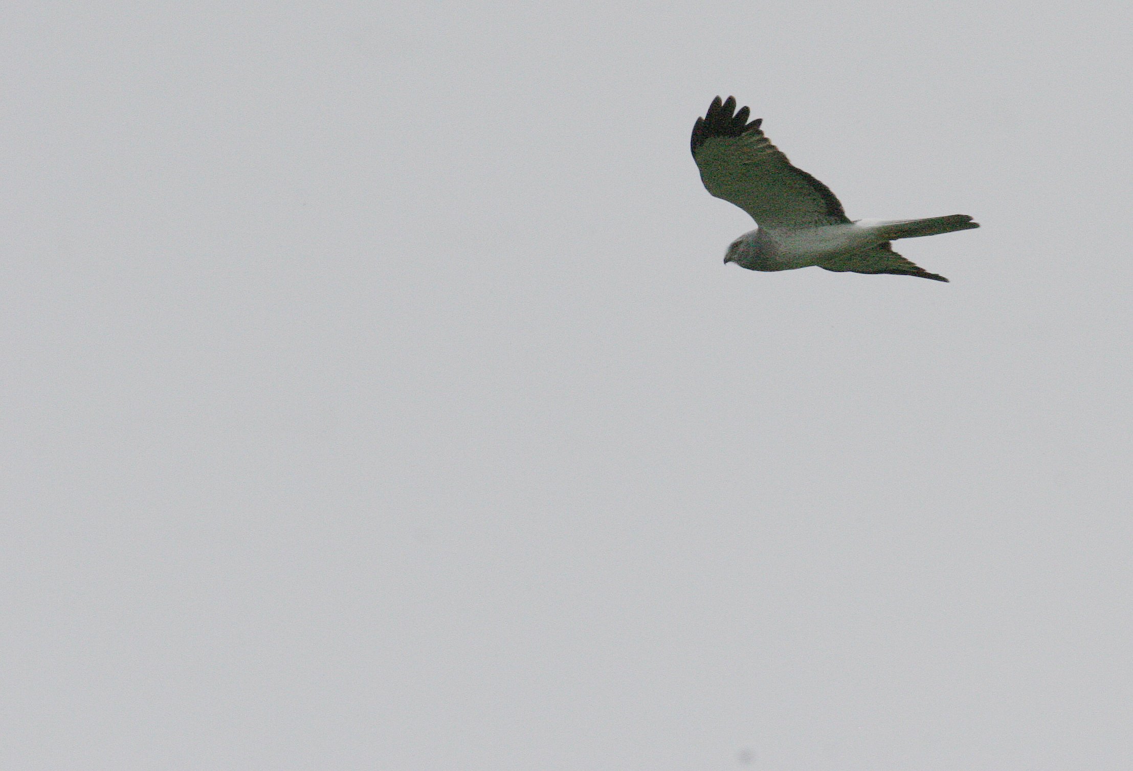 Circus hudsonius - NORTHERN HARRIER - JAMESTOWN WASHINGTON (13).JPG