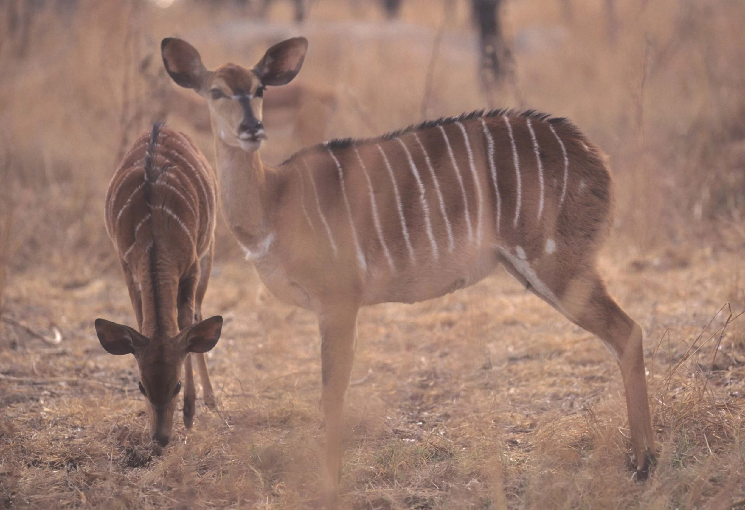BOVID - NYALA - ZIMBABWE (7).jpg