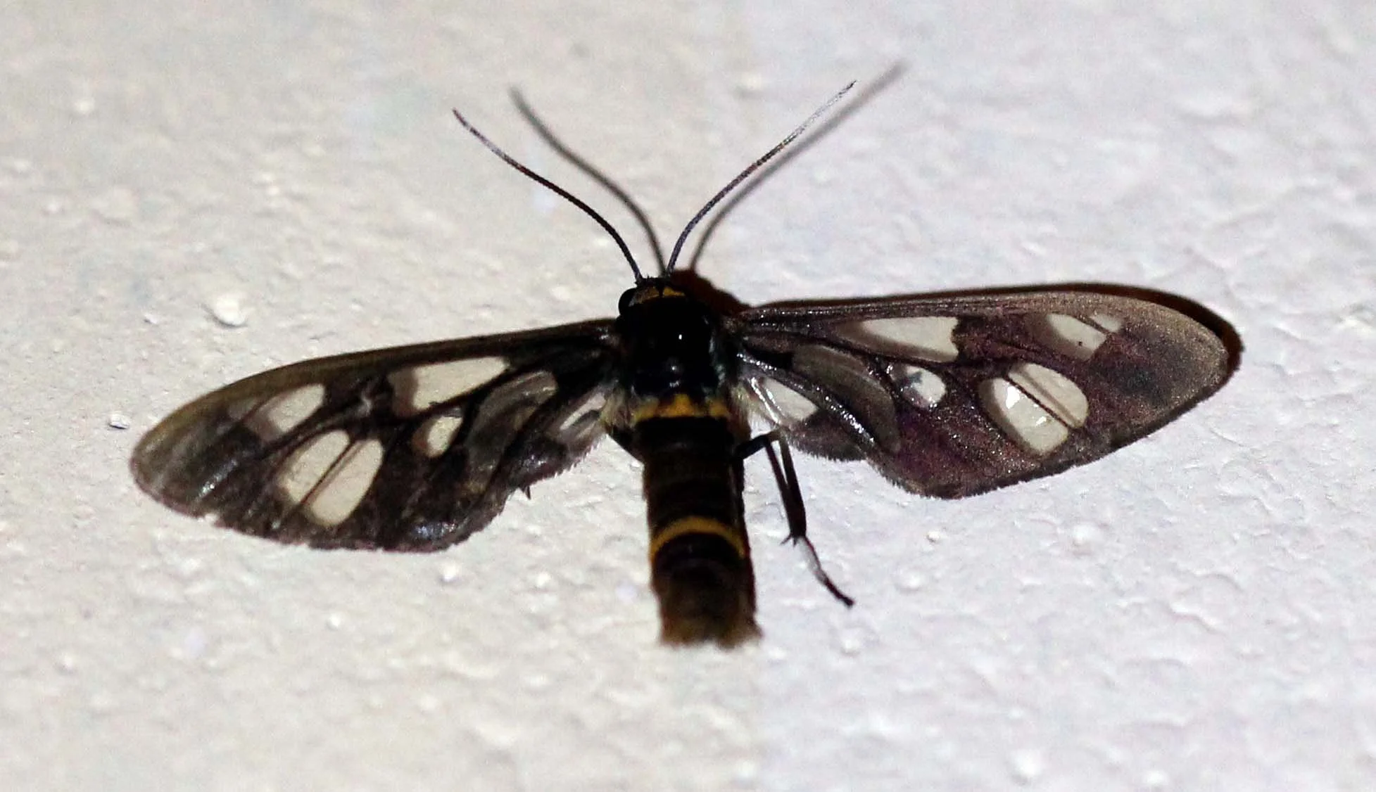 Zygaenidae - Unidentified Species - Tamil Nadu, India
