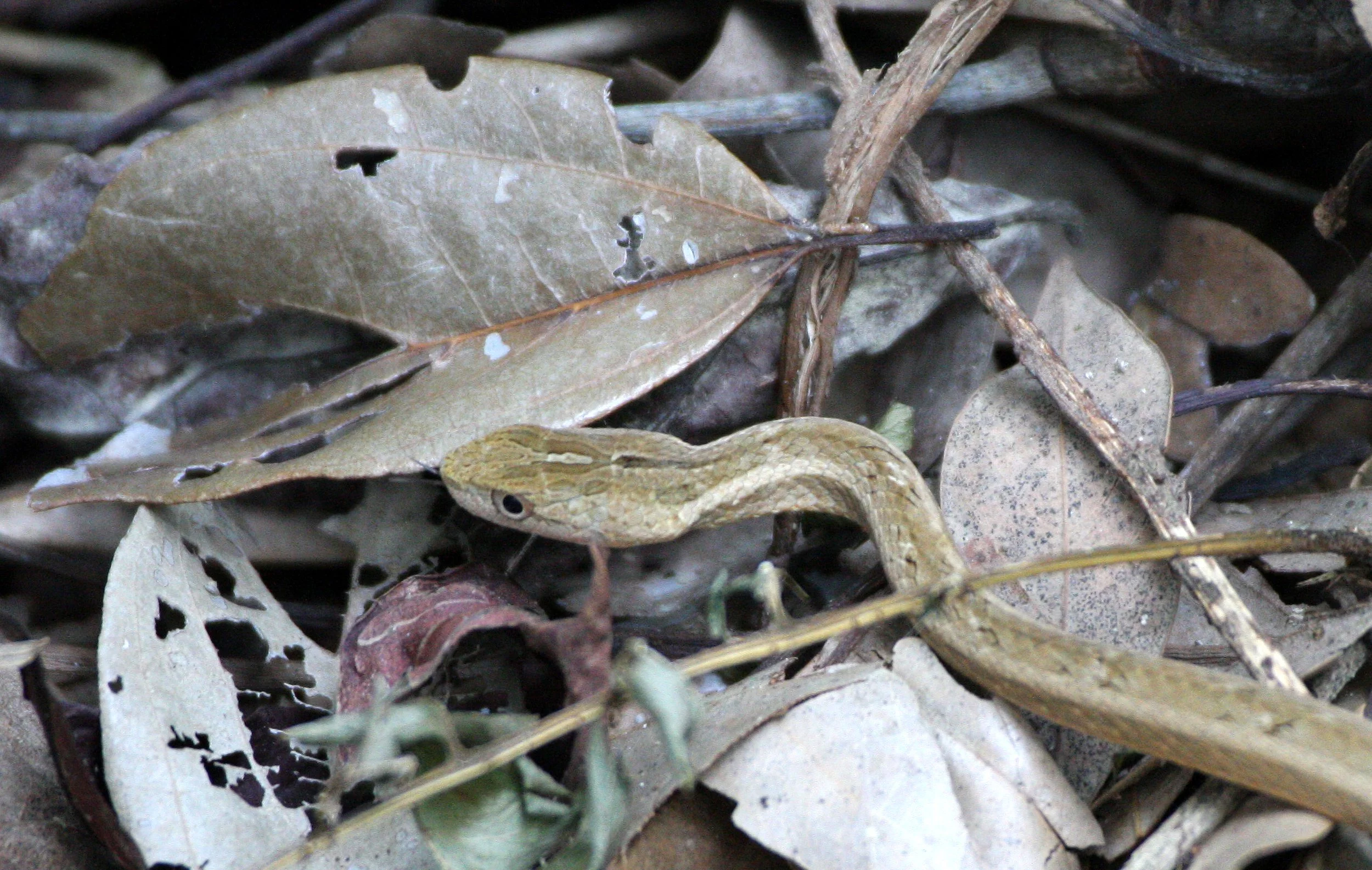 REPTILE - SNAKE - TAIWAN - SUBTROPICAL FOREST (11).JPG