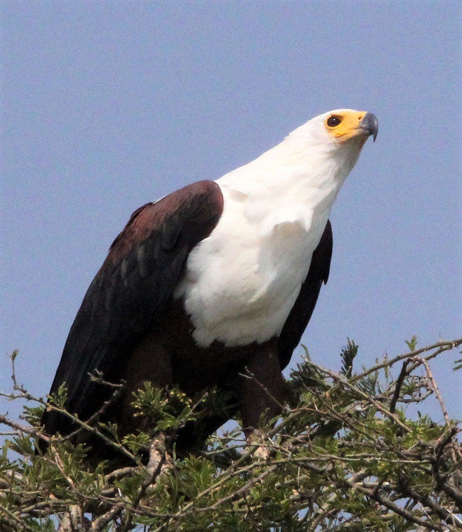 Haliaeetus vocifer - AFRICAN FISH EAGLE - QUEEN ELIZABETH NP UGANDA aa1.jpg