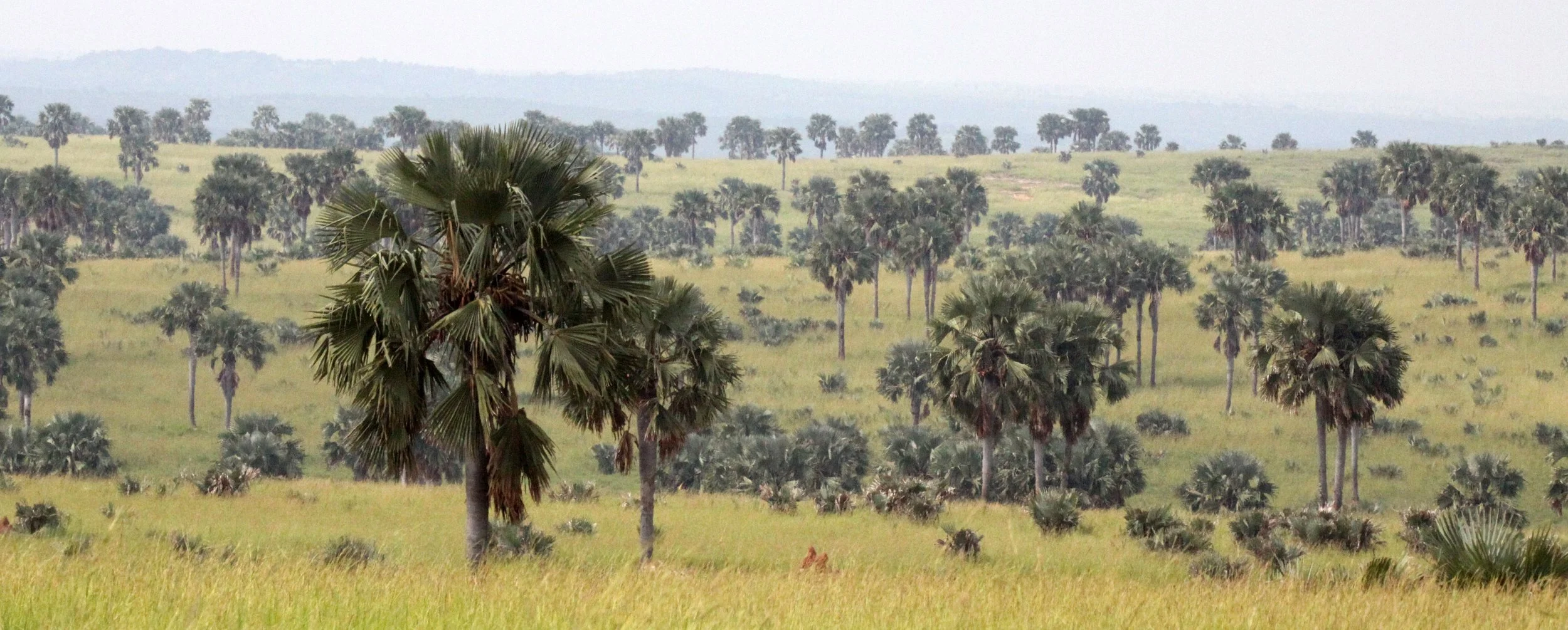 MURCHISON FALLS NP UGANDA (19).JPG