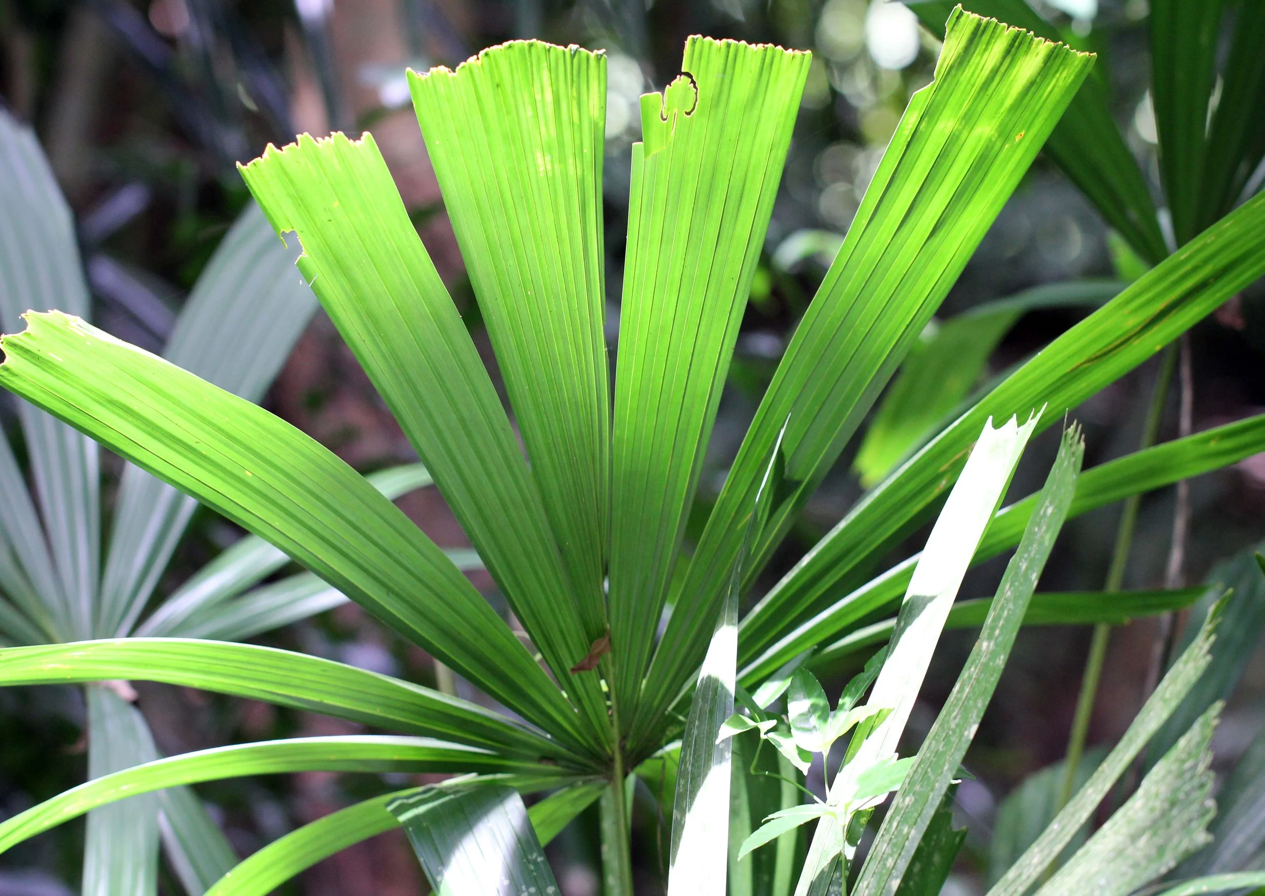 2013 KOH LANTA - OCTOBER BREAK 2013 (301).JPG