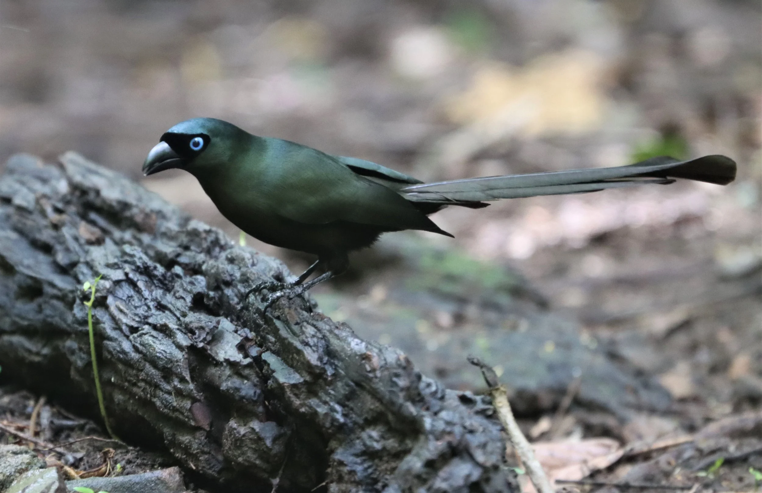 TREEPIE - RACKET-TAILED TREEPIE - LUNG SIN HIDE KAENG KRACHAN (1).jpg