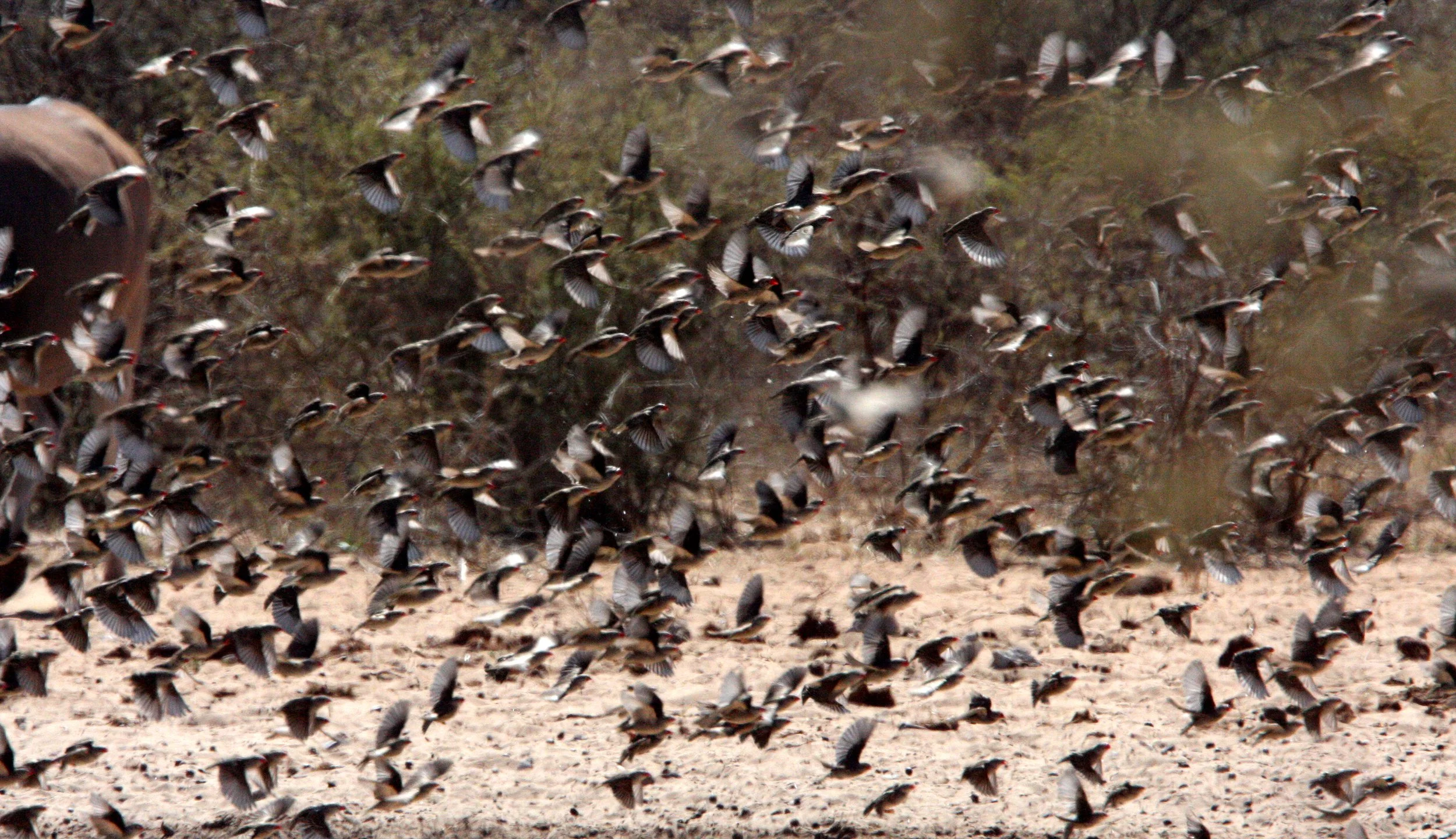 Red-billed Quelea (Quelea quelea) Etosha NP Namibia (13).JPG