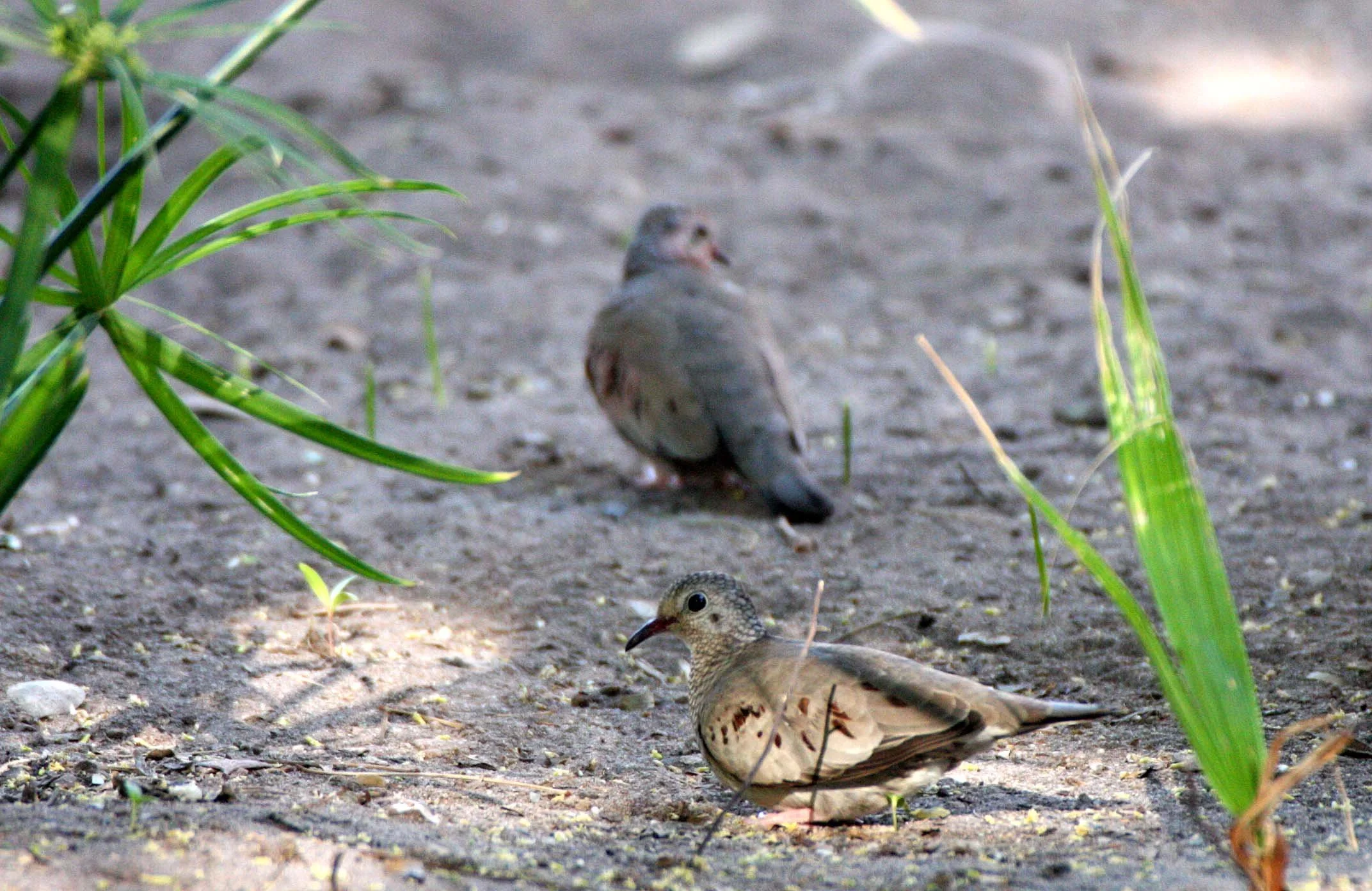 Common Ground Dove (Columbina passerina) Loreto Baja Mexico (2).JPG