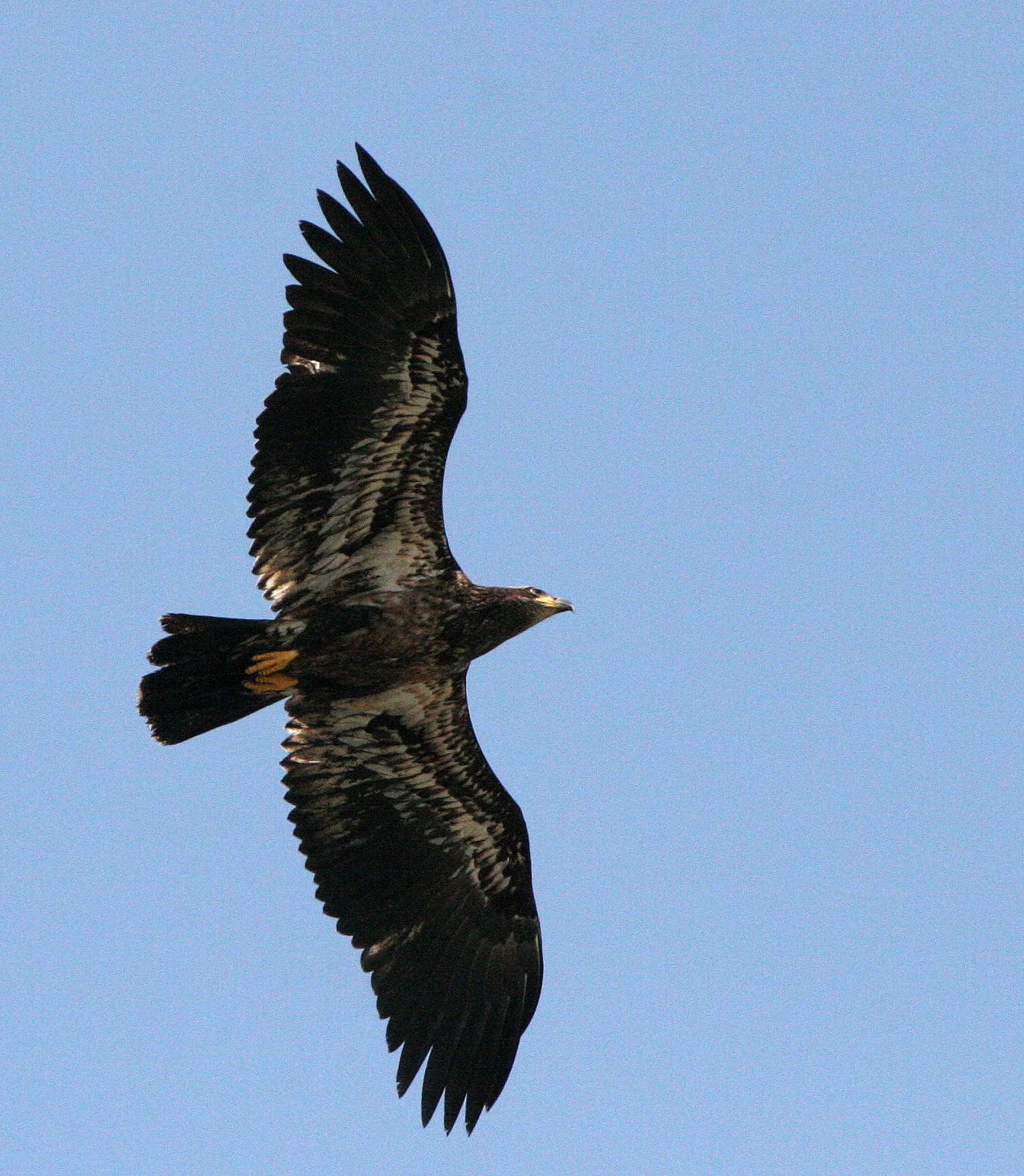Haliaeetus leucocephalus - AMERICAN BALD EAGLE - ELWHA RIVER MOUTH WASHINGTON (48).JPG