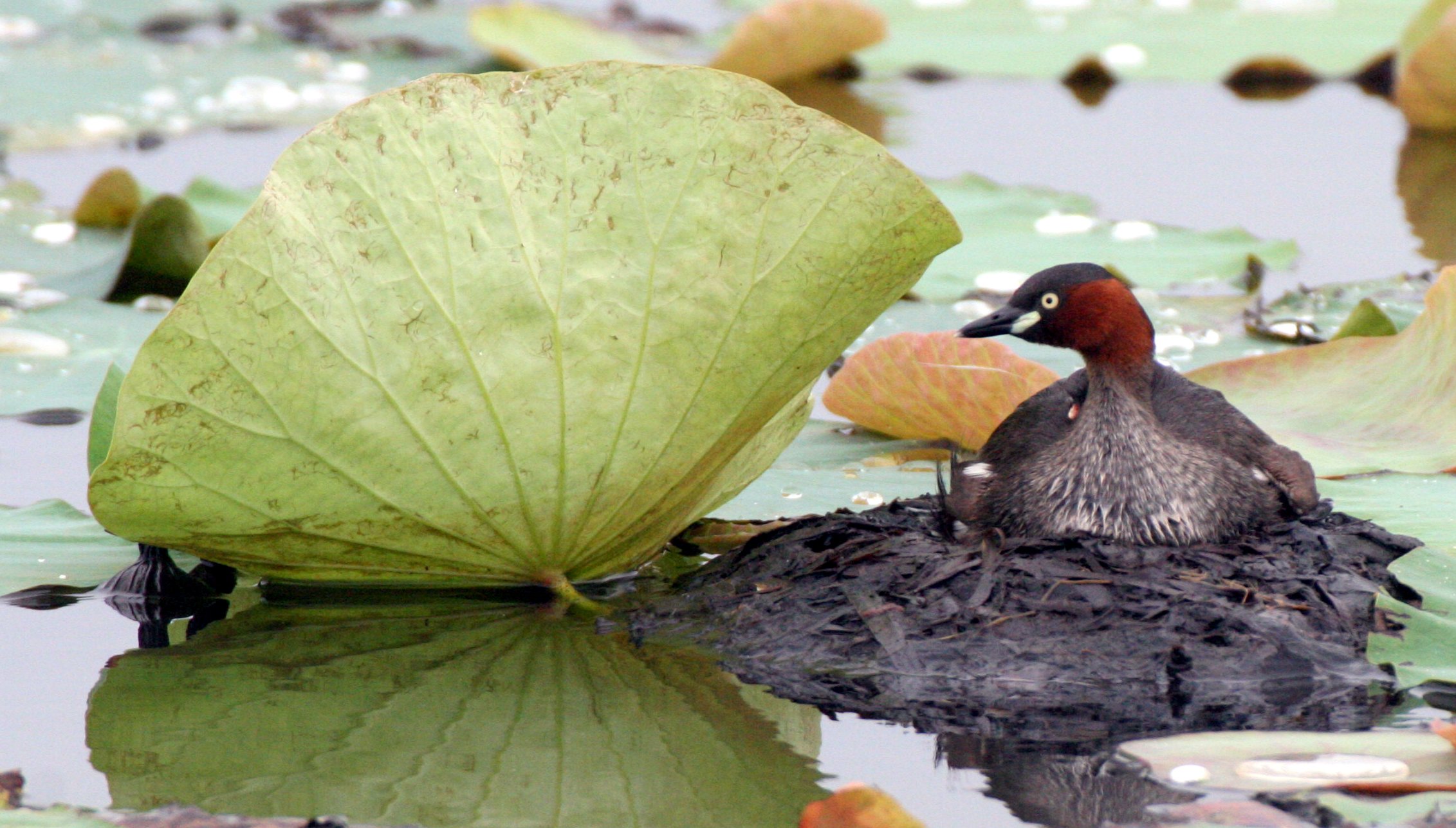 Little Grebe (Tachybaptus ruficollis) Bueng Boraphet Wetlands Nakhon Sawan Thailand (64).JPG