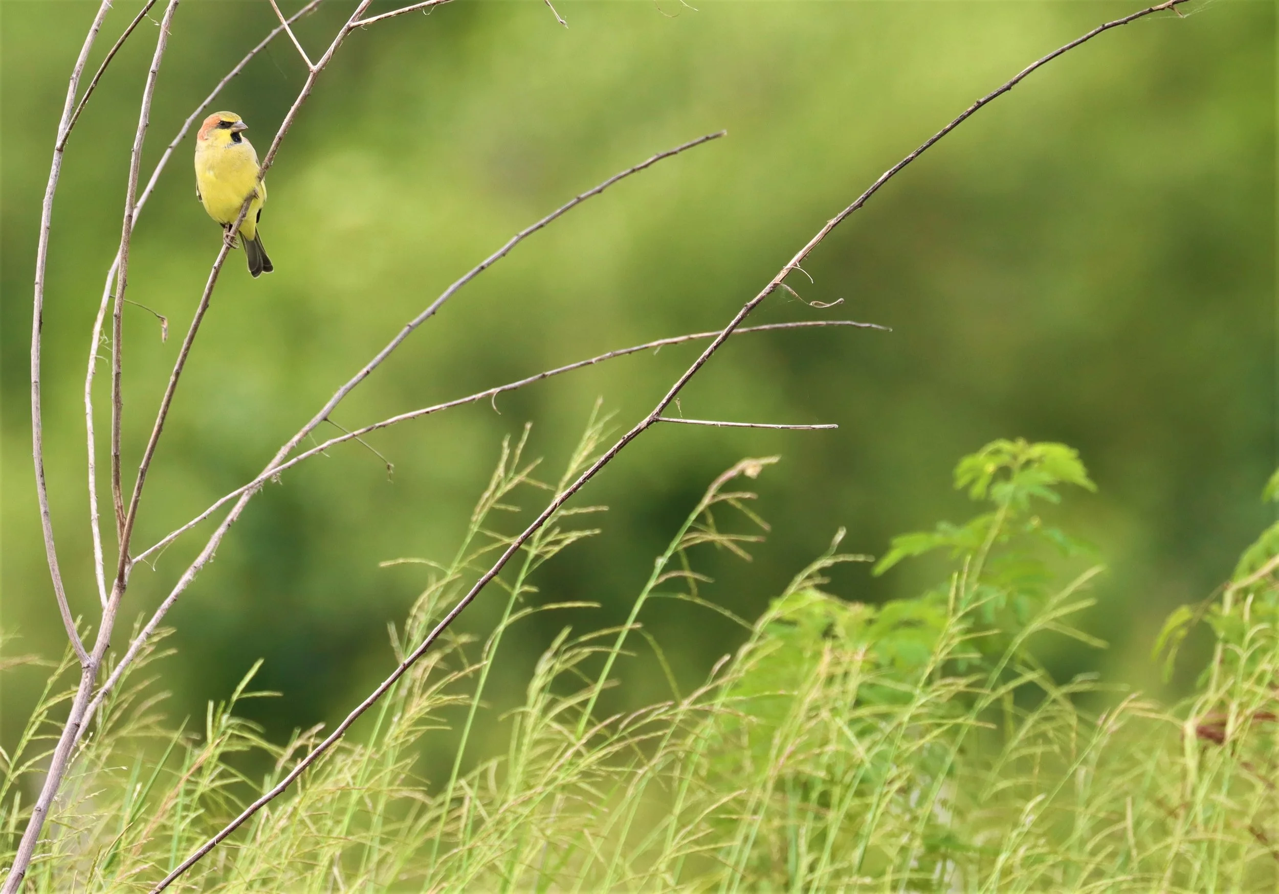 Plain-backed Sparrow (Passer flaveolus) Khlong Tamru Thailand (5).jpg