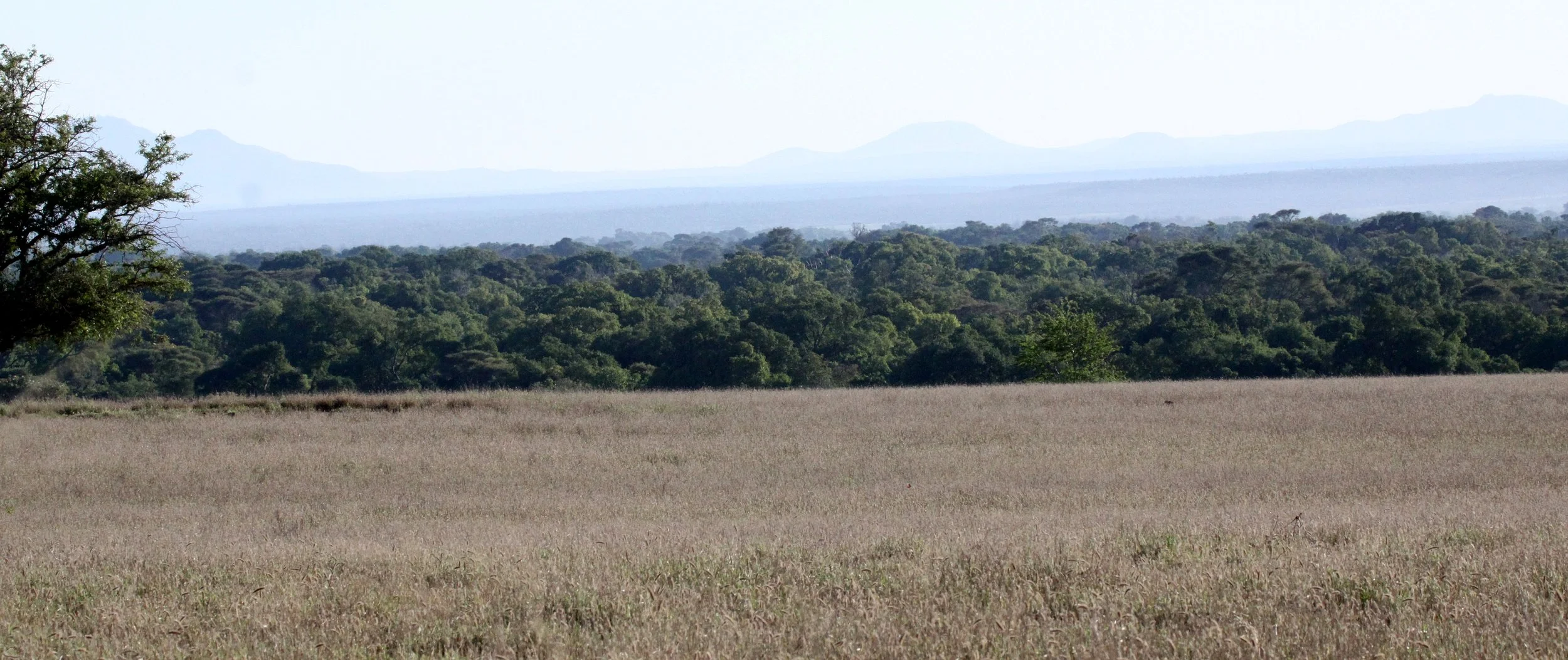 BERENTY RESERVE MADAGASCAR - TAMARIND FOREST GALLERY.JPG