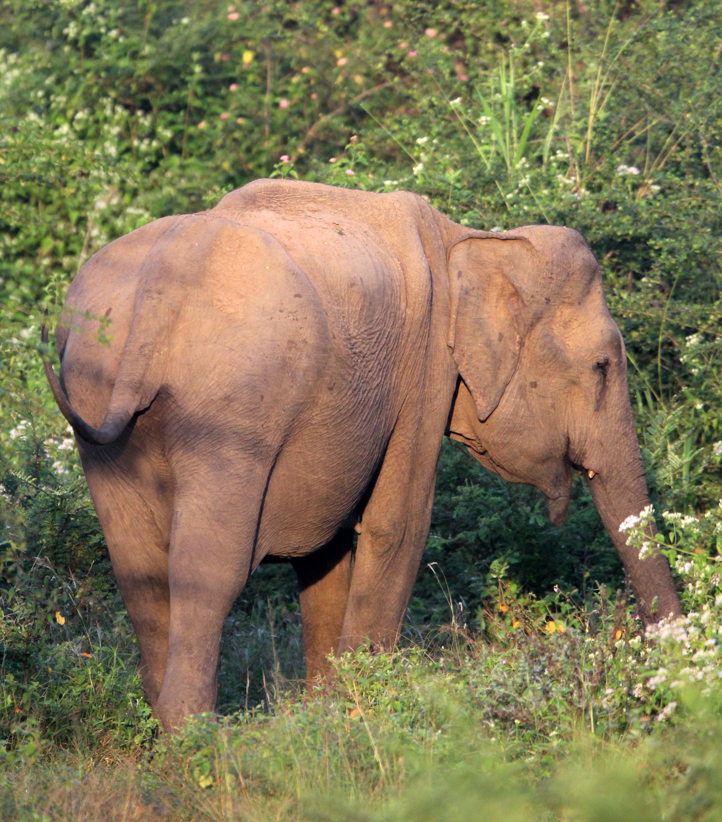 ELEPHANT - SRI LANKA ASIAN ELEPHANT - UDAWALAWA NATIONAL PARK SRI LANKA (43).JPG