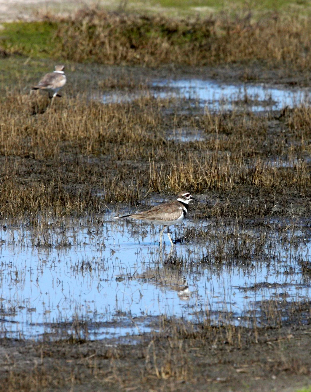 BIRD - KILLDEER - CARRIZO PLAIN NATIONAL MONUMENT CALIFORNIA (7).JPG