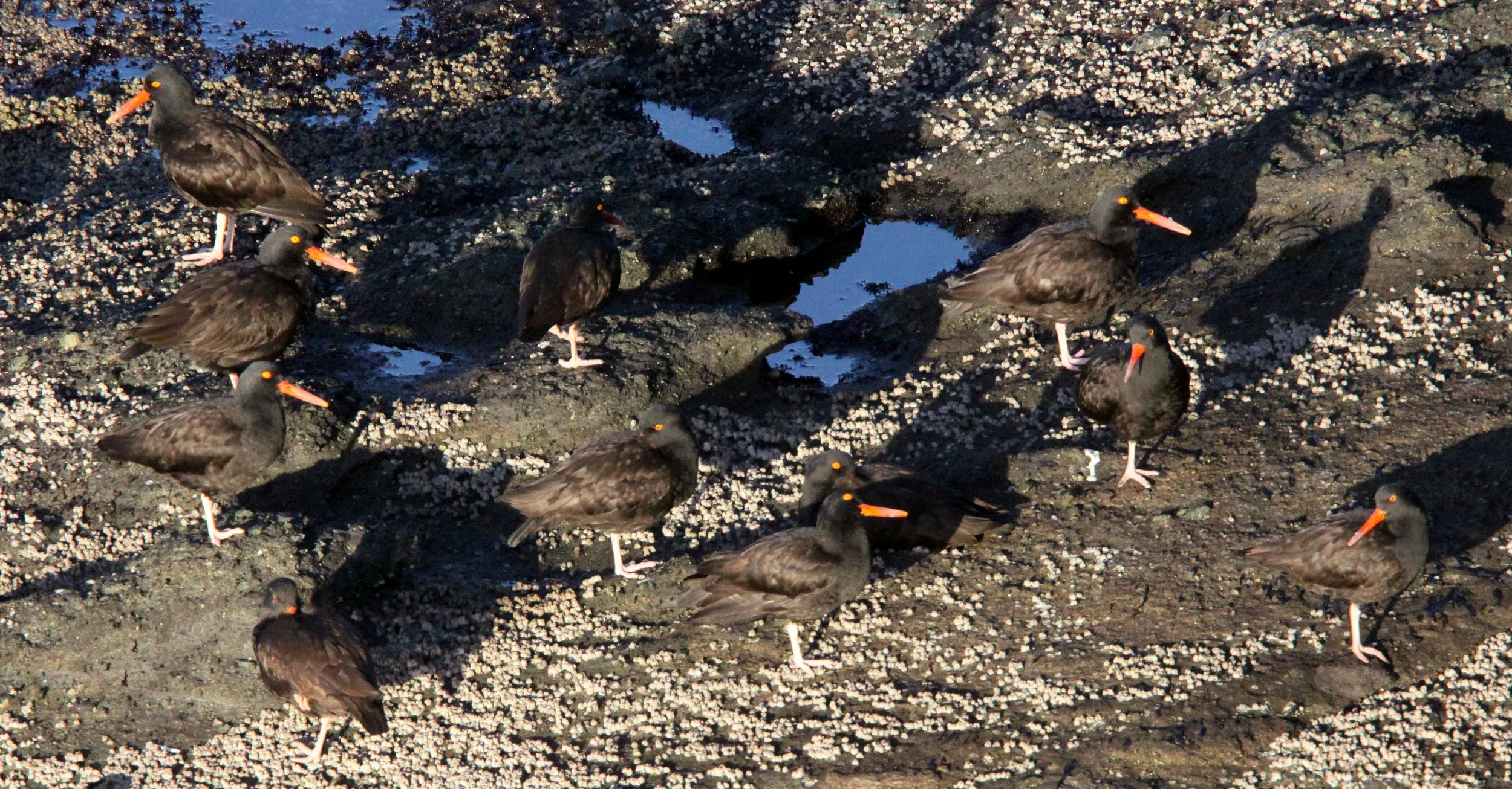 Black Oystercatcher (Haematopus bachmani) Cape Flattery Washington (6).JPG