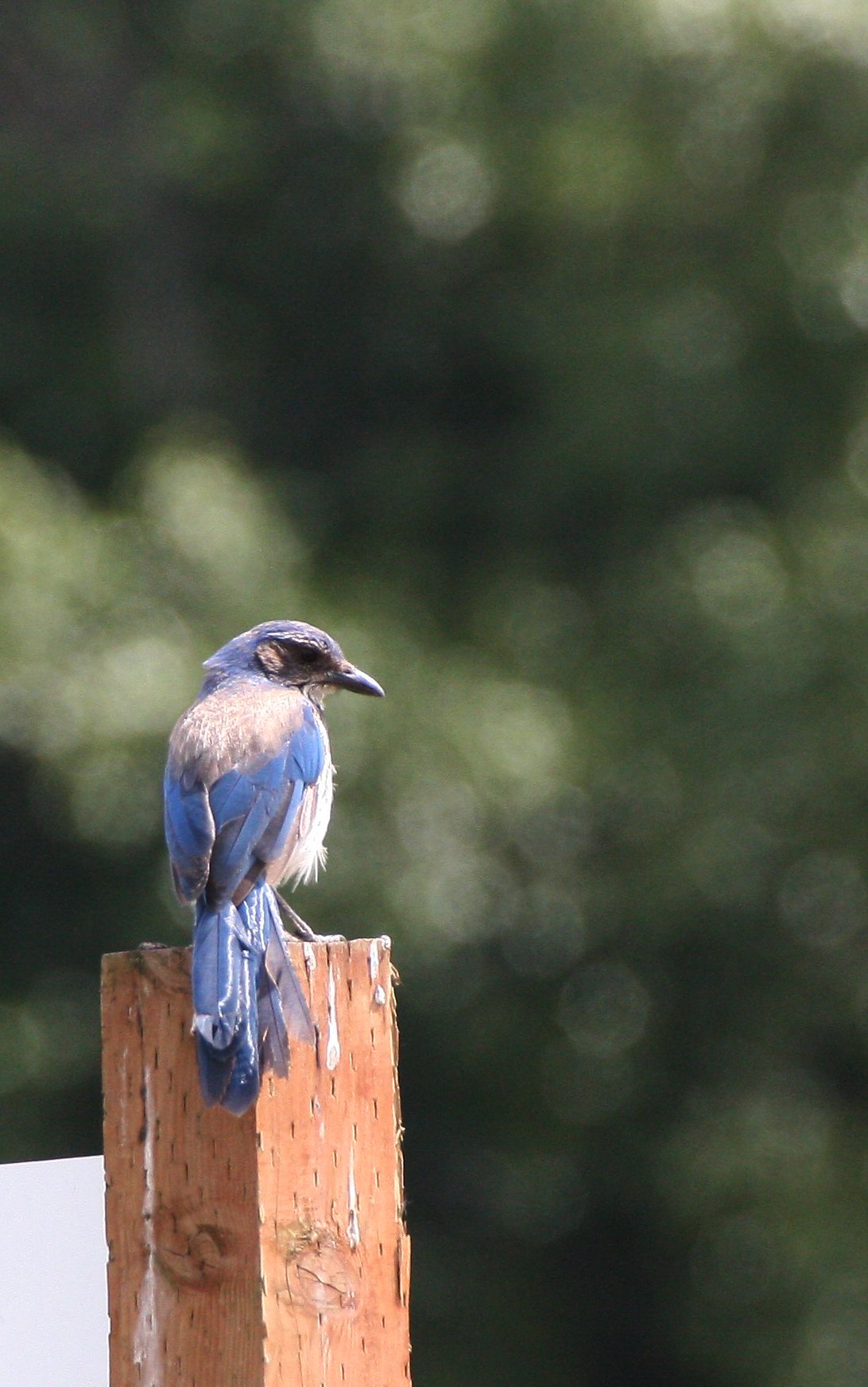 BIRD - JAY - SCRUB JAY - RIDGEFIELD NWR WA.JPG