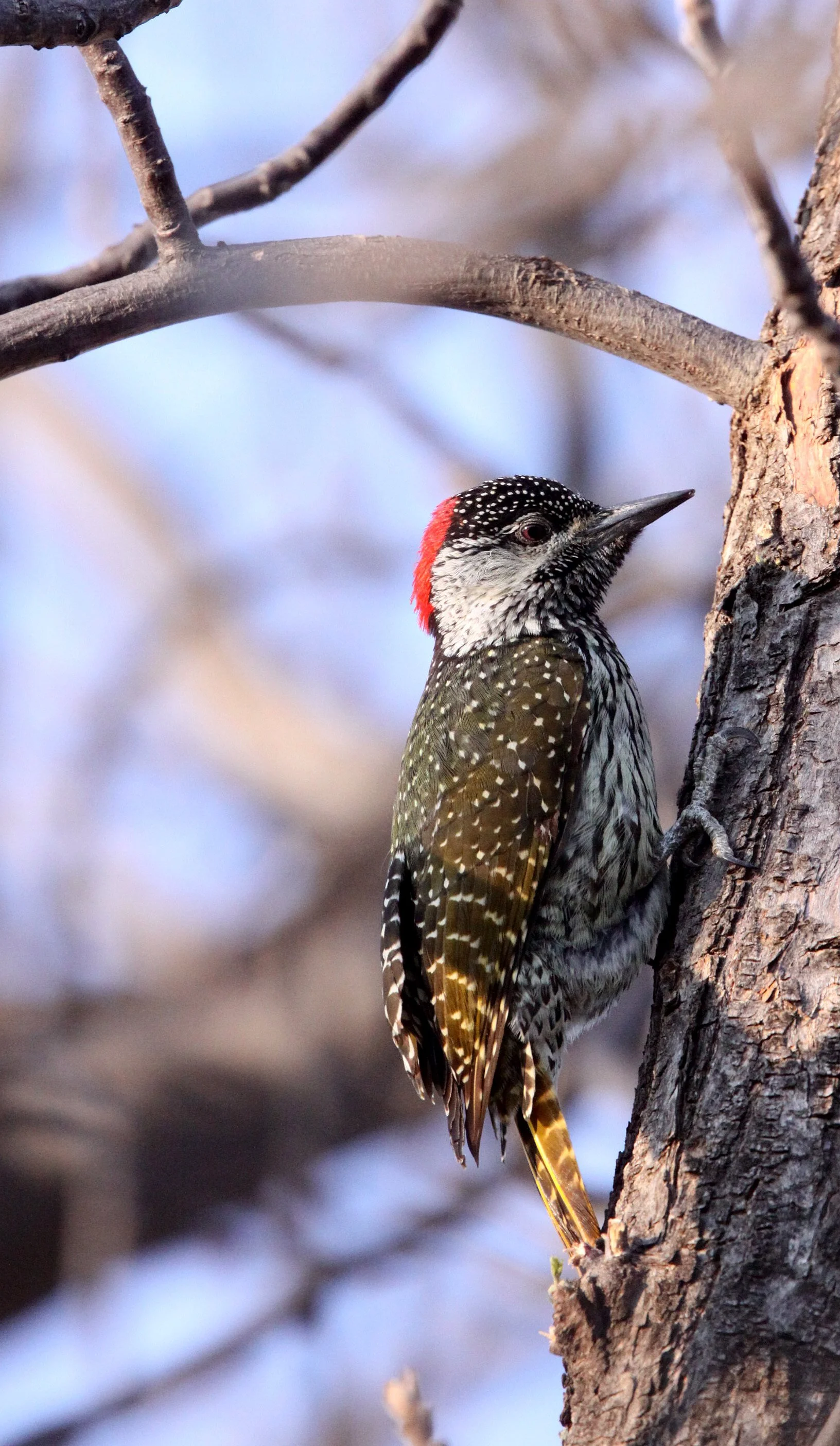 BIRD - WOODPECKER - CARDINAL WOODPECKER - DENDROPICOS FUSCESCENS - MARRICK CAMP KIMBERLY SOUTH AFRICA (6).JPG