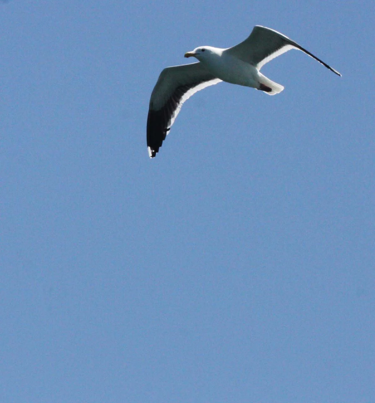 BIRD - GULL - WESTERN GULL - SAN IGNACIO LAGOON BAJA MEXICO (7).JPG