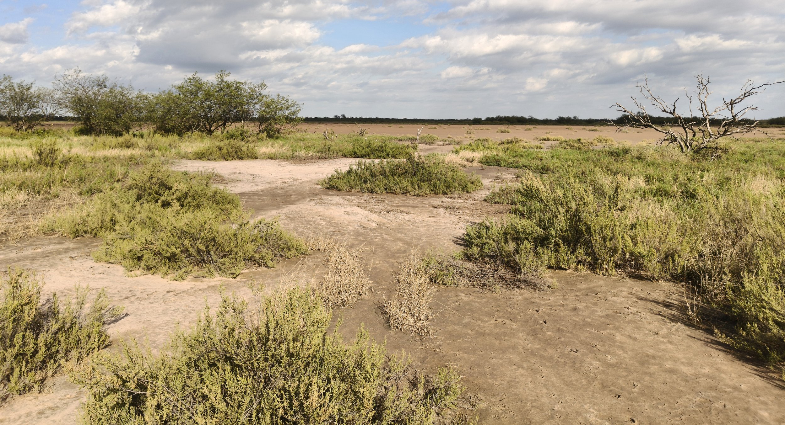Salt scrub at Laguna Salada