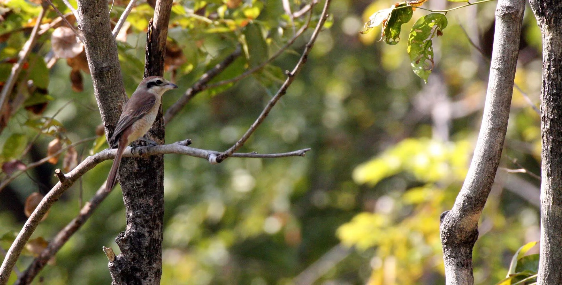 Brown Shrike (Lanius cristatus) Lumpini Park Bangkok (18).JPG