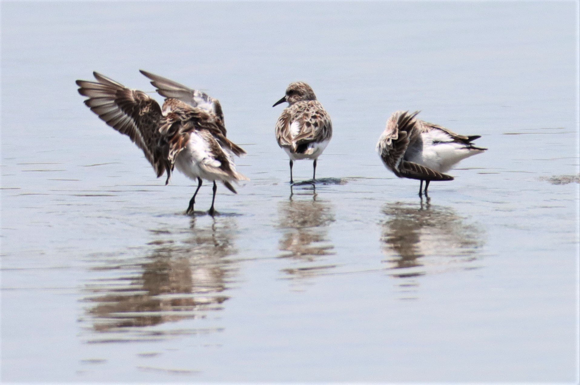 SANDPIPER - CURLEW SANDPIPER - Calidris ferruginea - KING'S GREEN CAVIAR PROJECT PETBURI (15).jpg