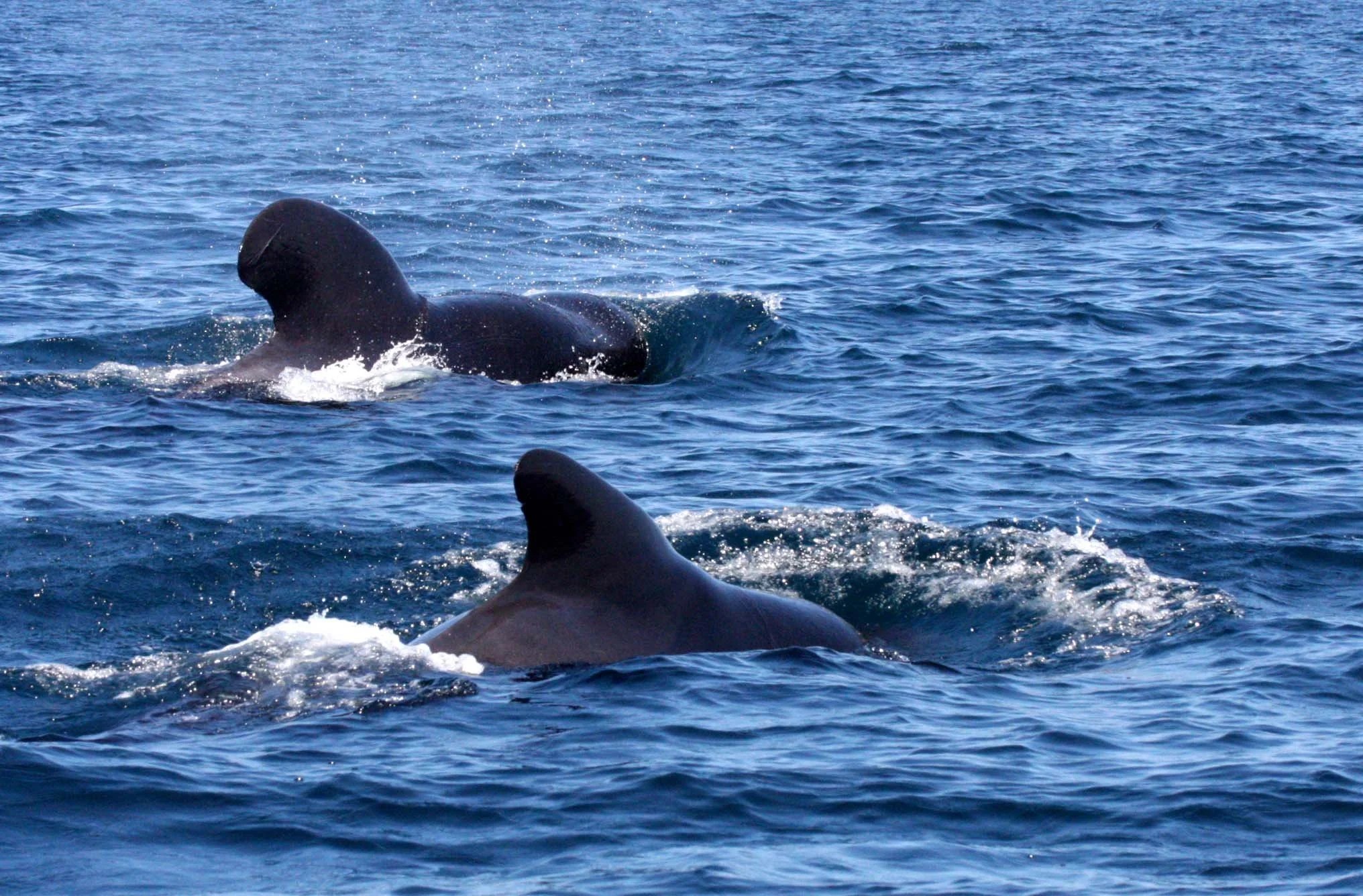 Globicephala macrorhynchus - SHORT-FINNED PILOT WHALE - ISLA CATALINA BAJA MEXICO - BAHIA LORETO (59).JPG