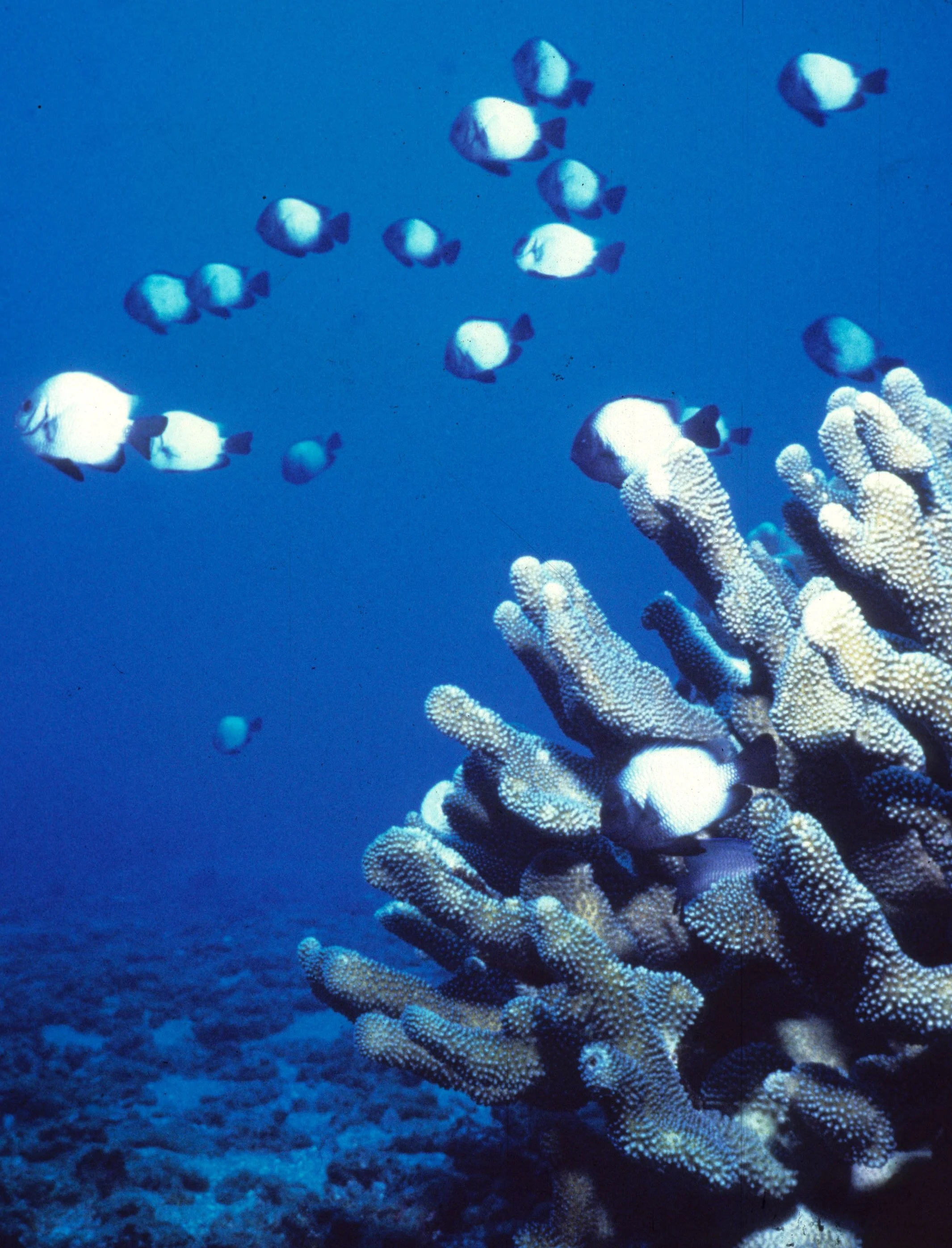 FISH - TROPICAL FISH - HAWAII (3).jpg