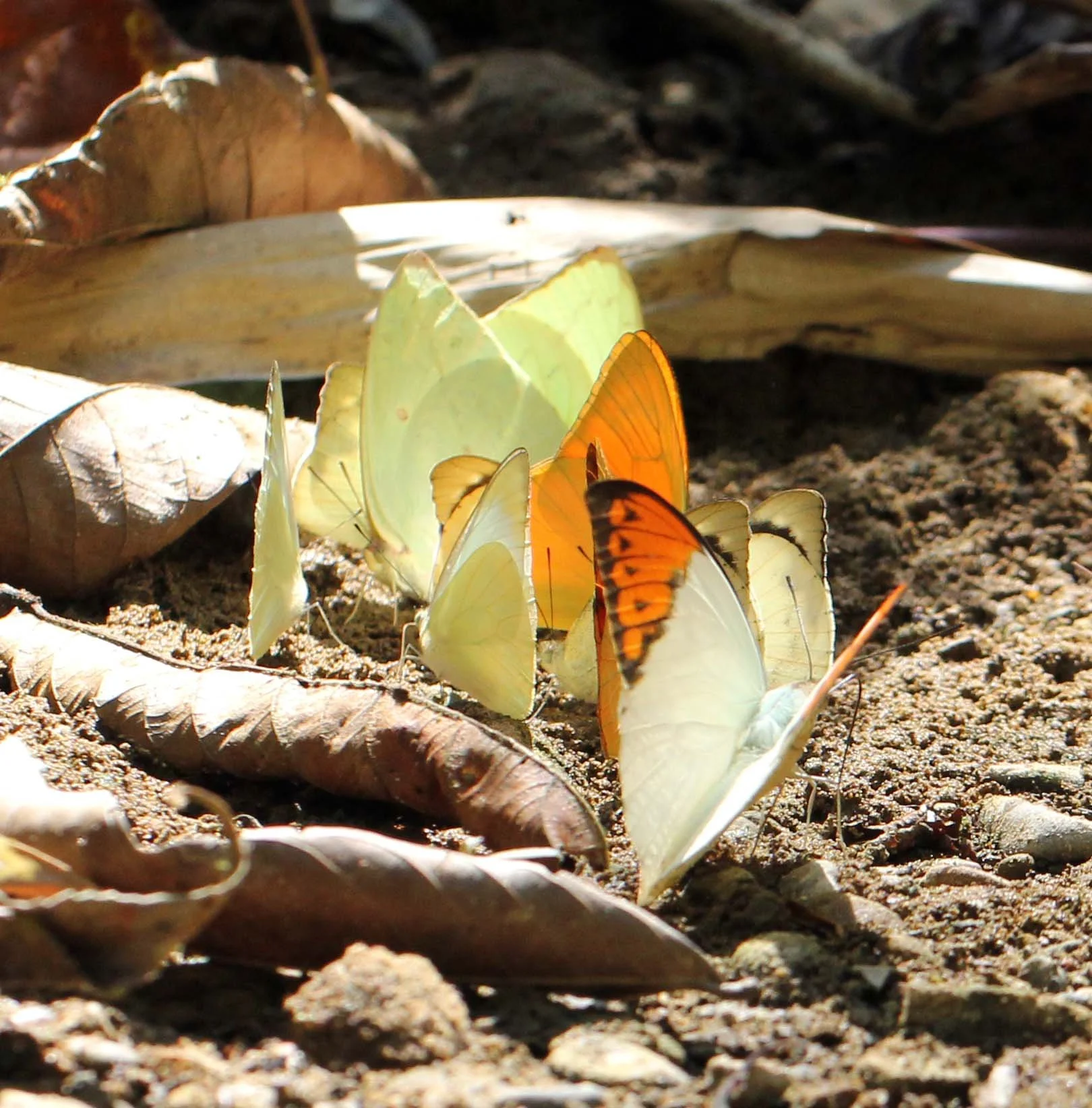 Pieridae - Great Orange-tip (Hebomoia glaucippe) Kaeng Krachan NP, Thailand
