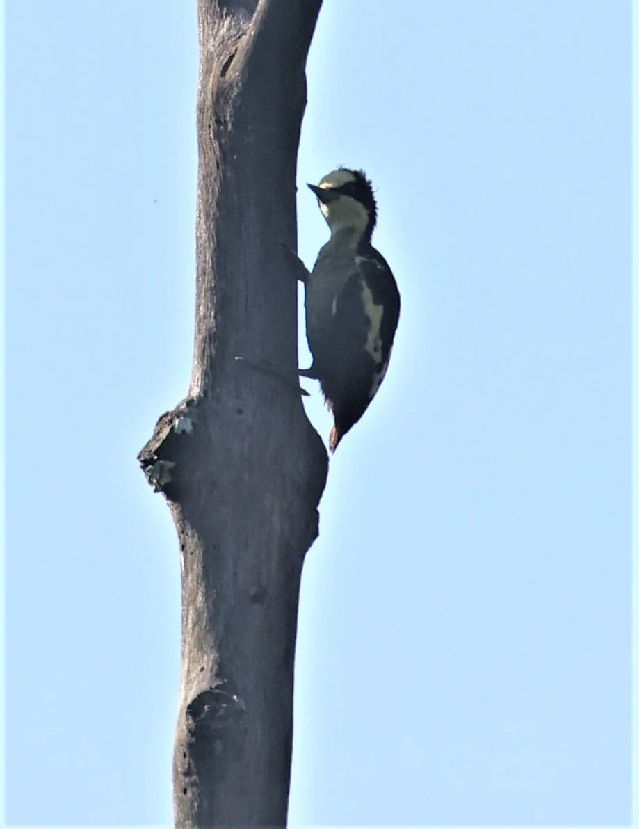 WOODPECKER - HEART-SPOTTED WOODPECKER - Hemicircus canente - KAENG KRACHAN 20 OCT 2021 (4).jpg