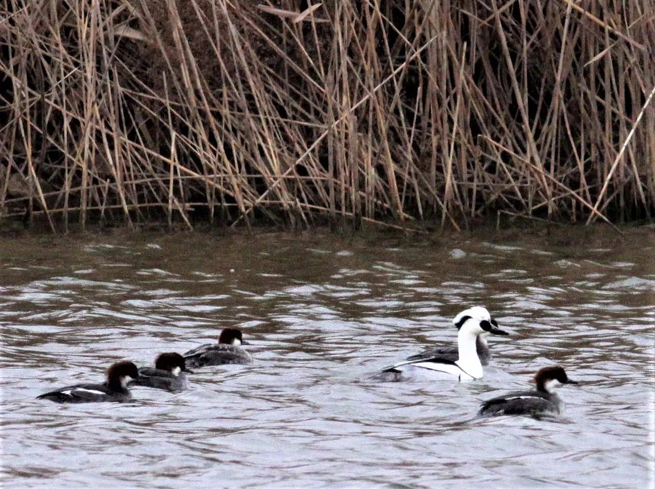 SMEW - Mergellus albellus - YANCHENG CHINA (15)select.jpg