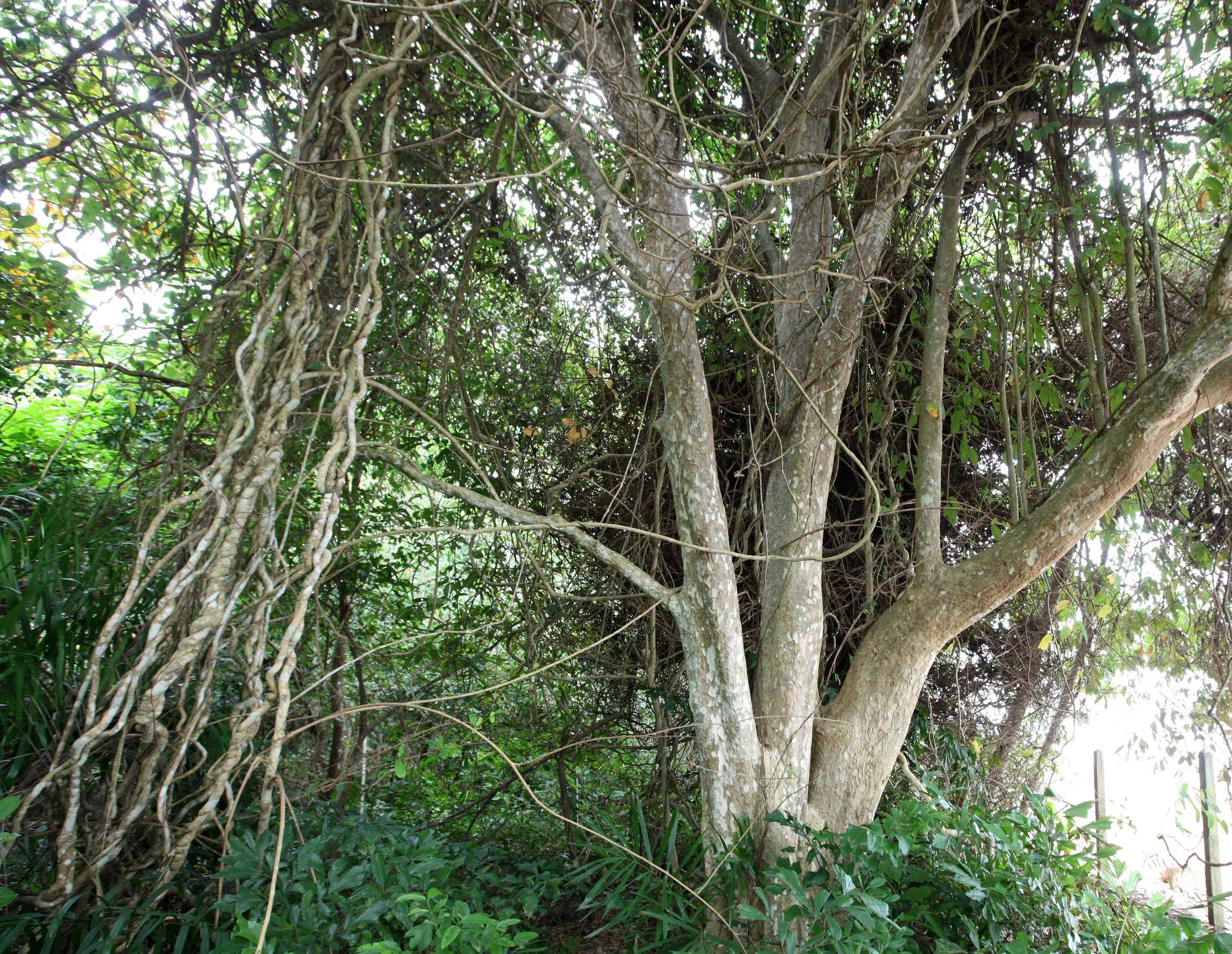 LANTA ISLAND - OUR PROPERTY - WINTER 2011 (15).JPG