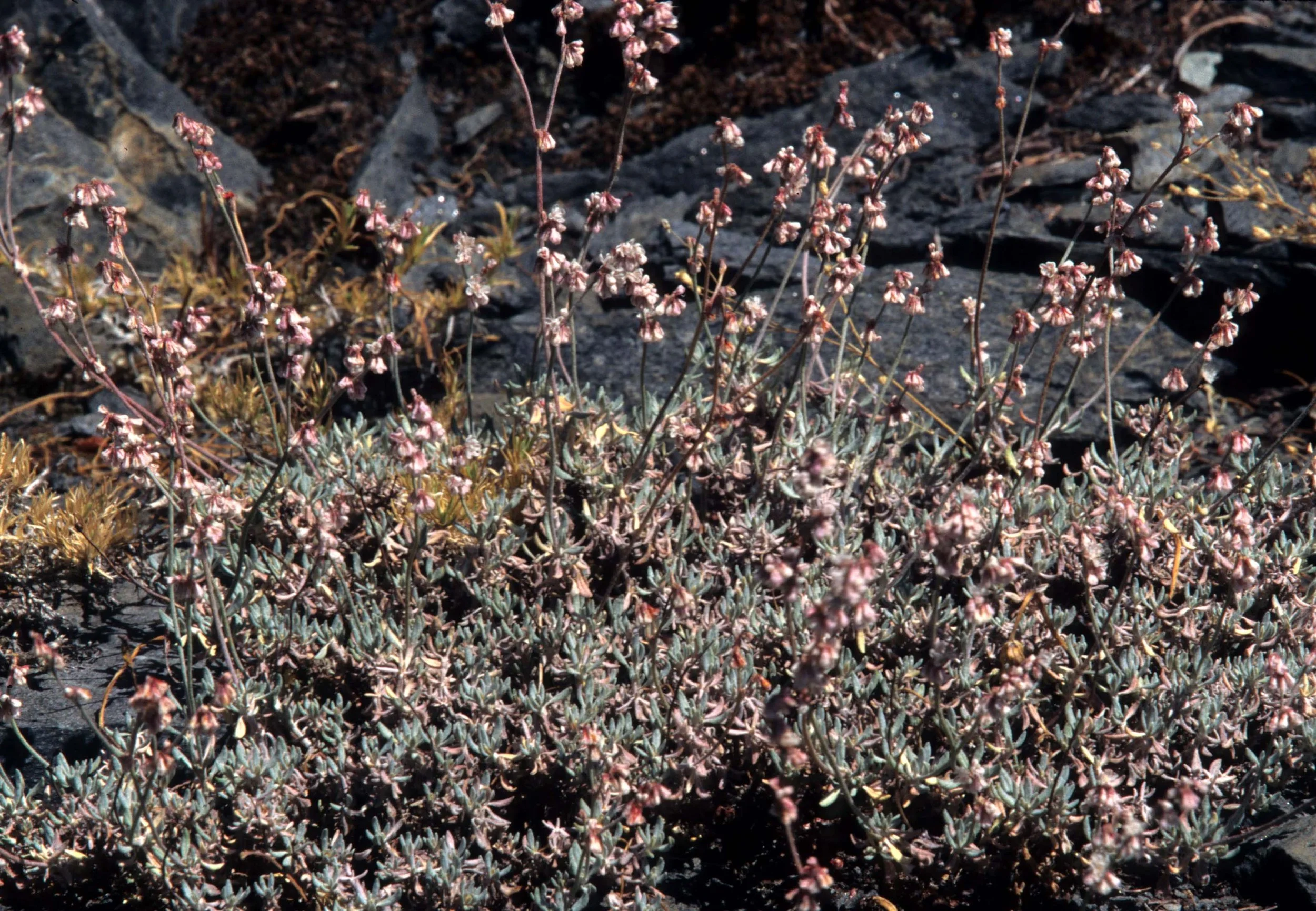 CALIFORNIA - SIERRA - PLANT SPECIES (5).jpg