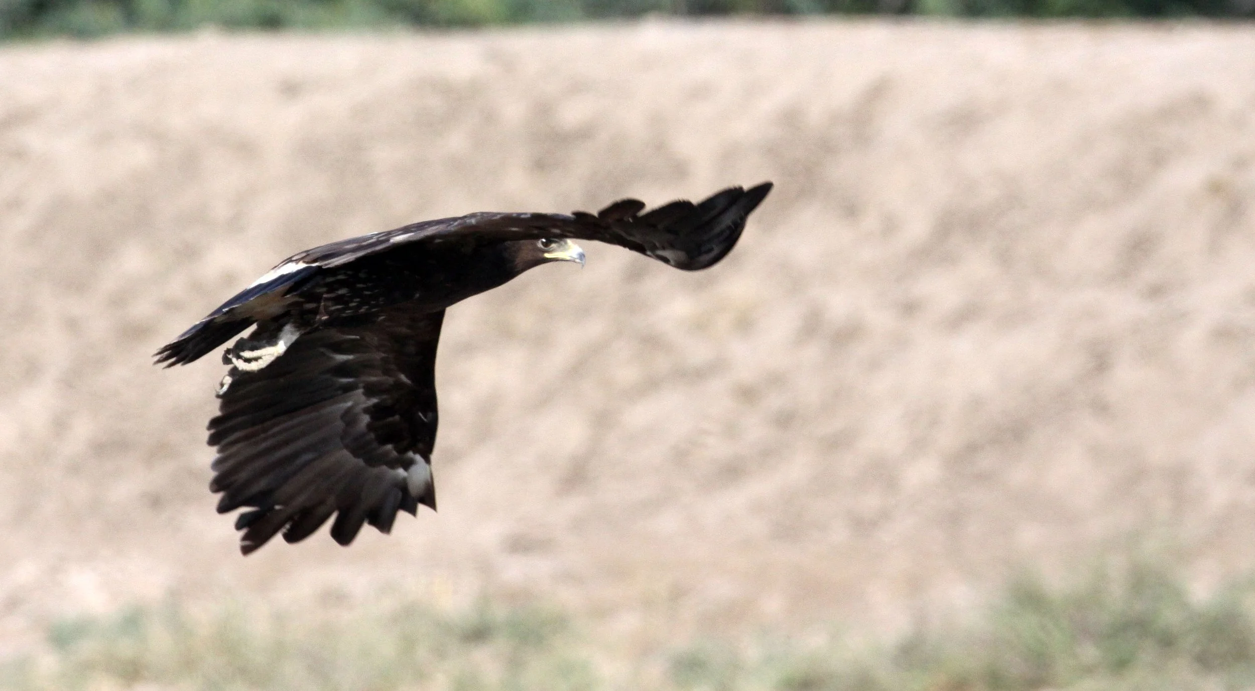 Clanga clanga - GREATER SPOTTED EAGLE - AQUILA CLANGA - LITTLE RANN OF KUTCH GUJARAT INDIA (21).JPG