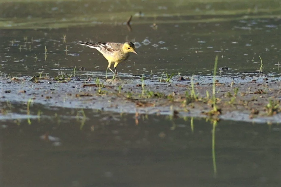 CITRINE WAGTAIL - Motacilla citreola - TATHORN RICEFIELDS CHIANG MAI FEB 2022 (54).jpg