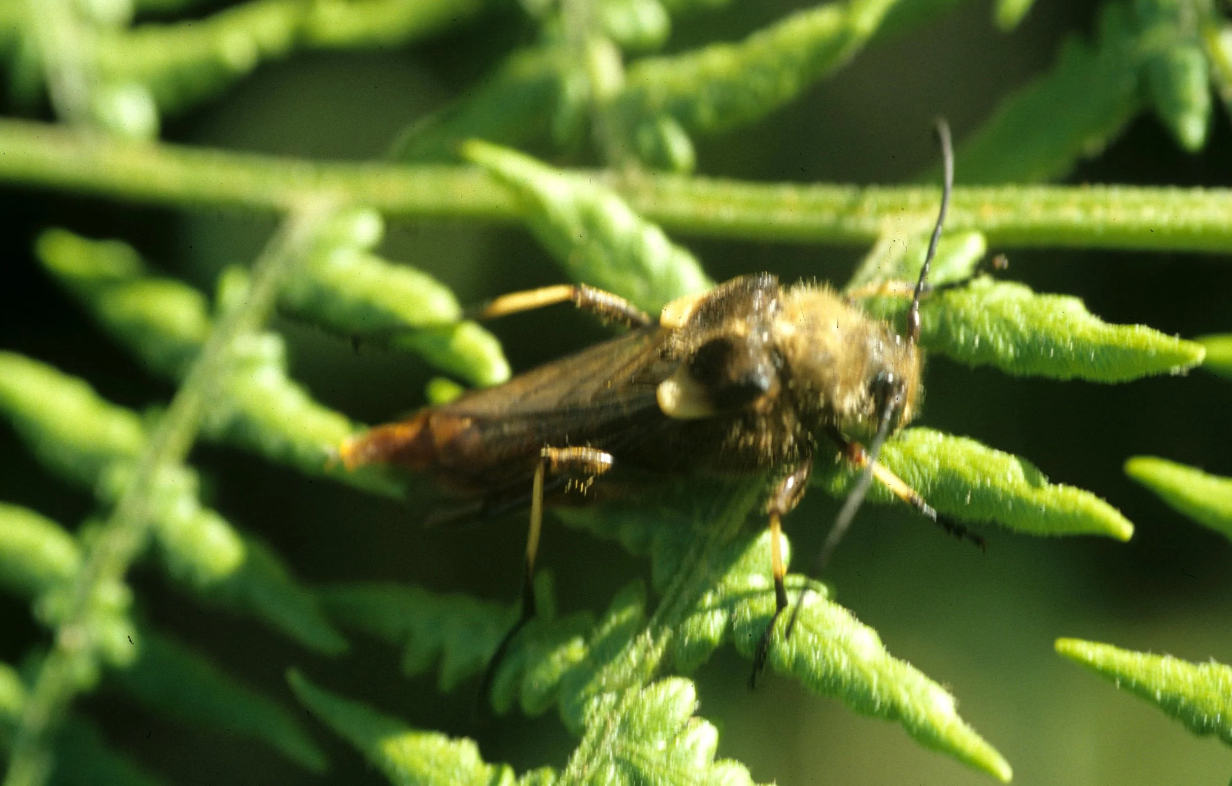 INVERTS - COLEOPTERA - ULOCHAETES LIONENSIS.jpg